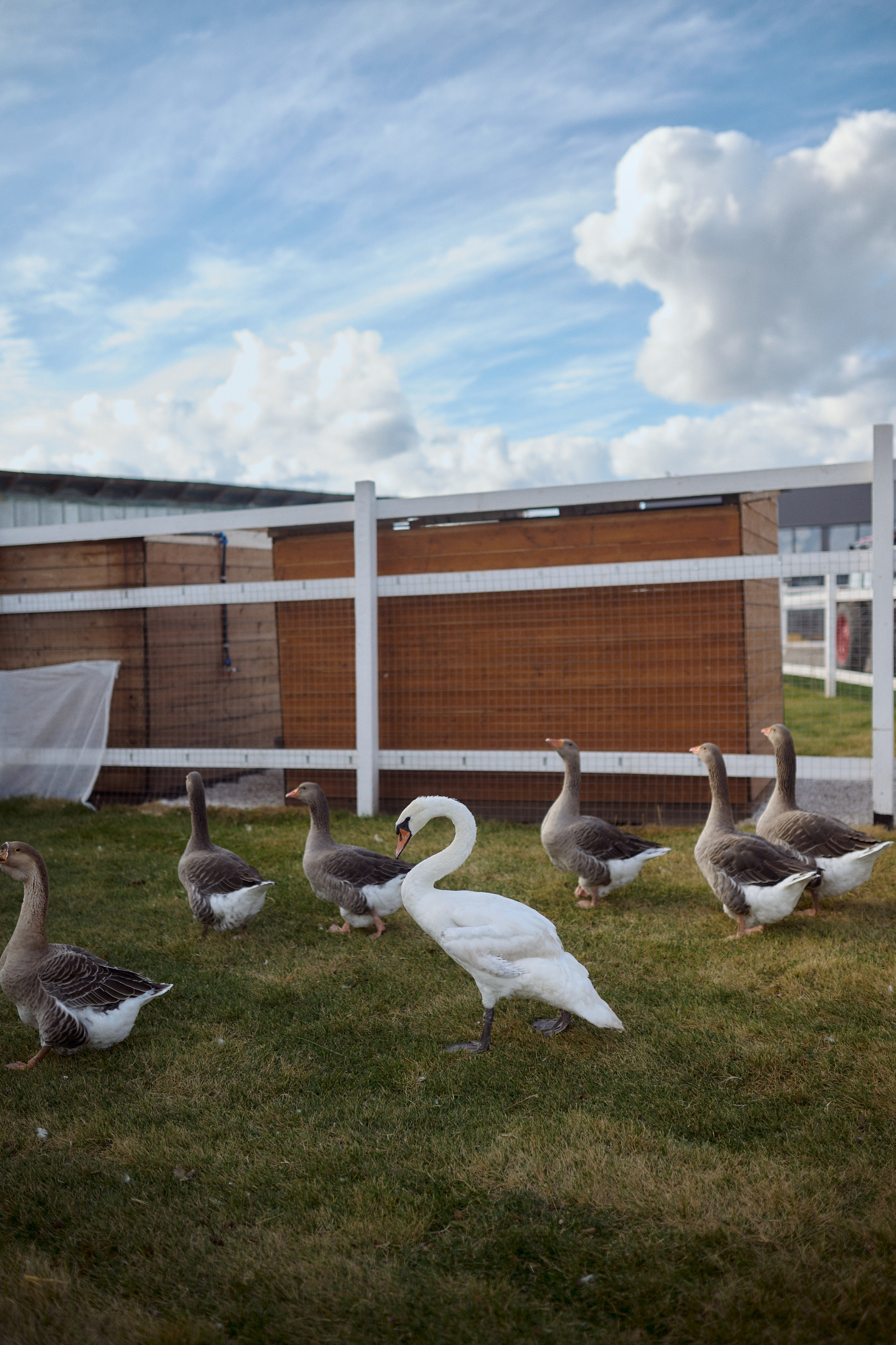Кристина и Ариша на ферме. Семейный и свадебный lifestyle-фотограф в Москве Мария Петрова