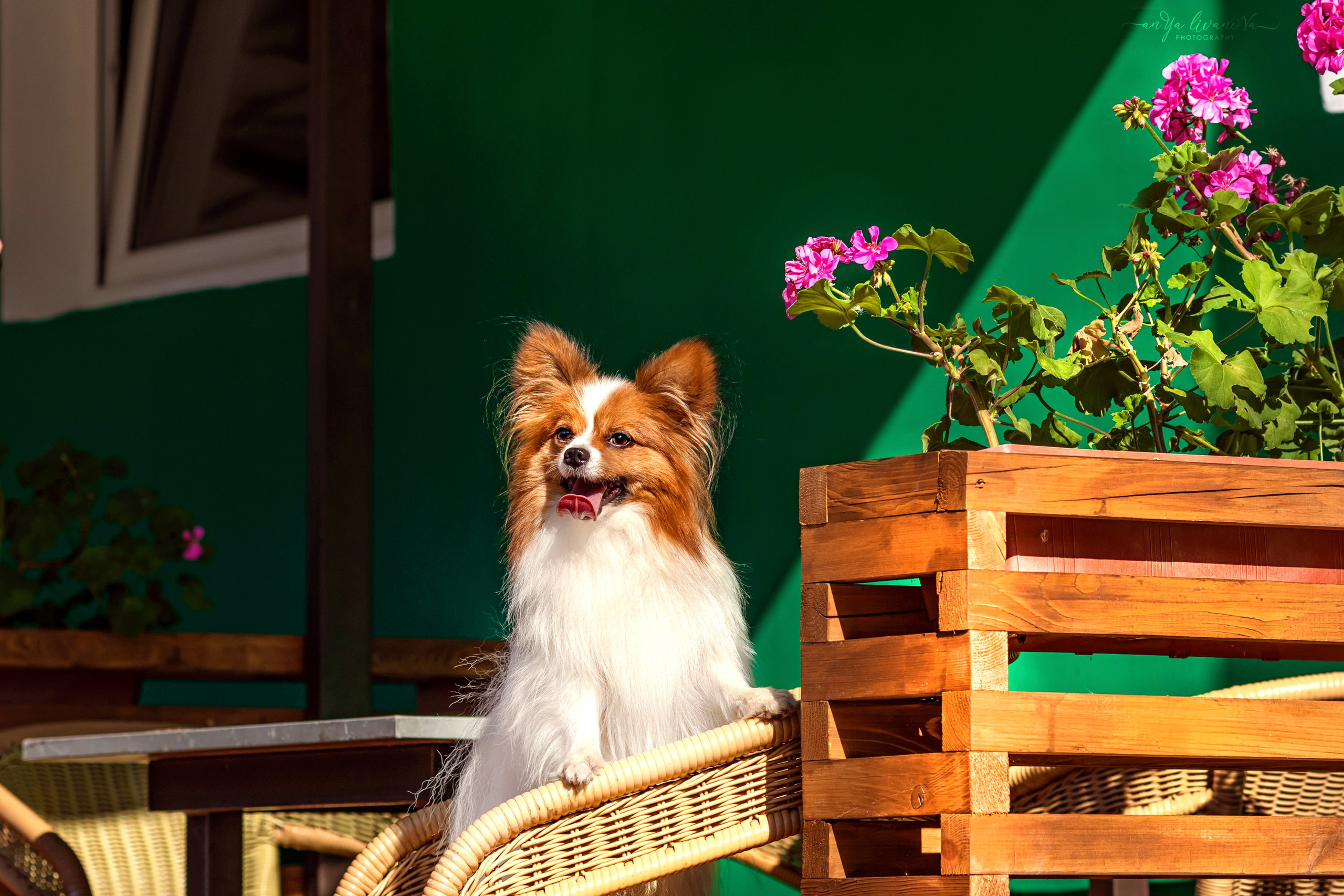 Царёчик 3 года. Фотограф анималист Аня Ливанова | Рыбинск