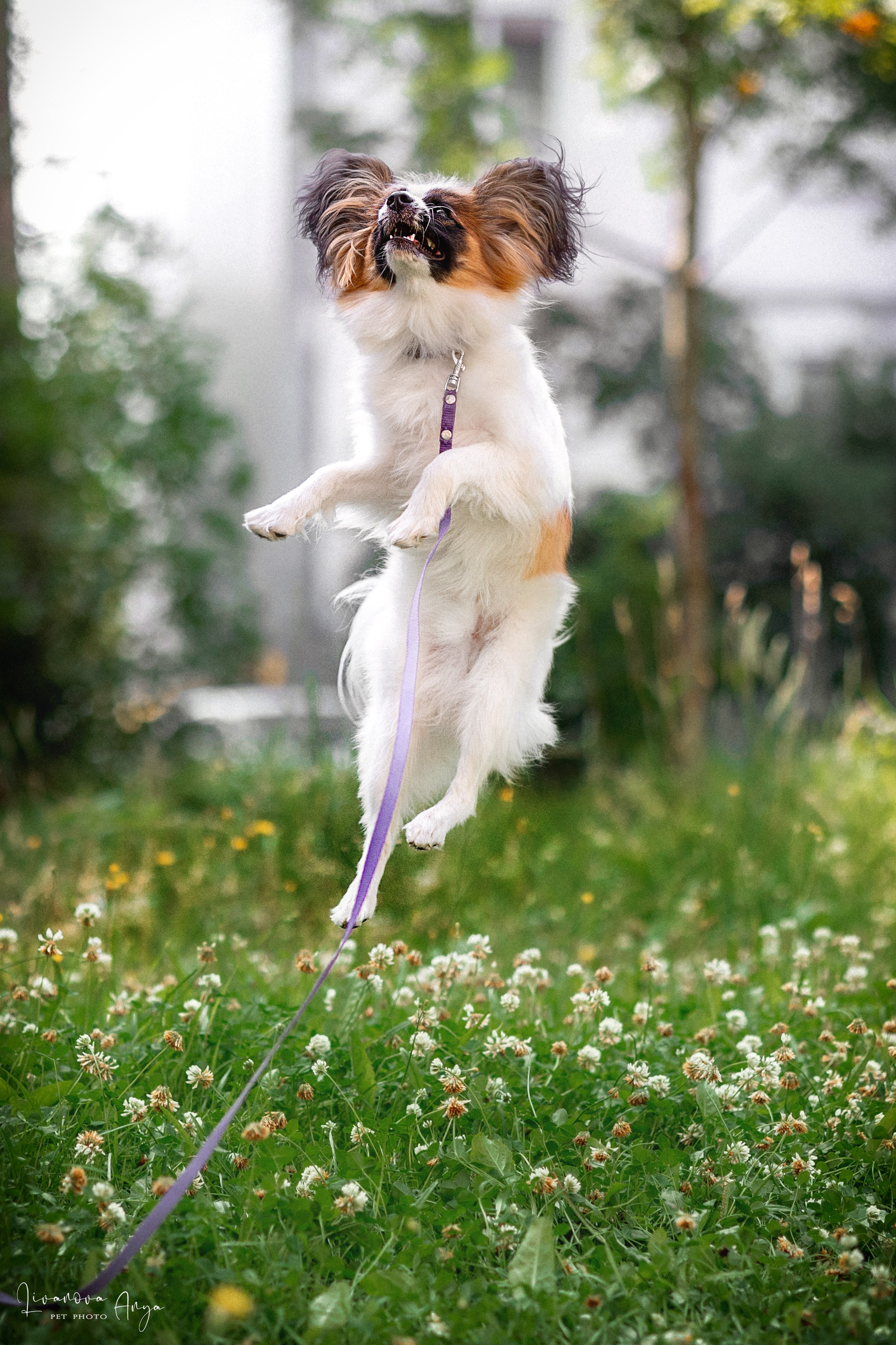 Хьюстон. Фотограф анималист Аня Ливанова | Рыбинск