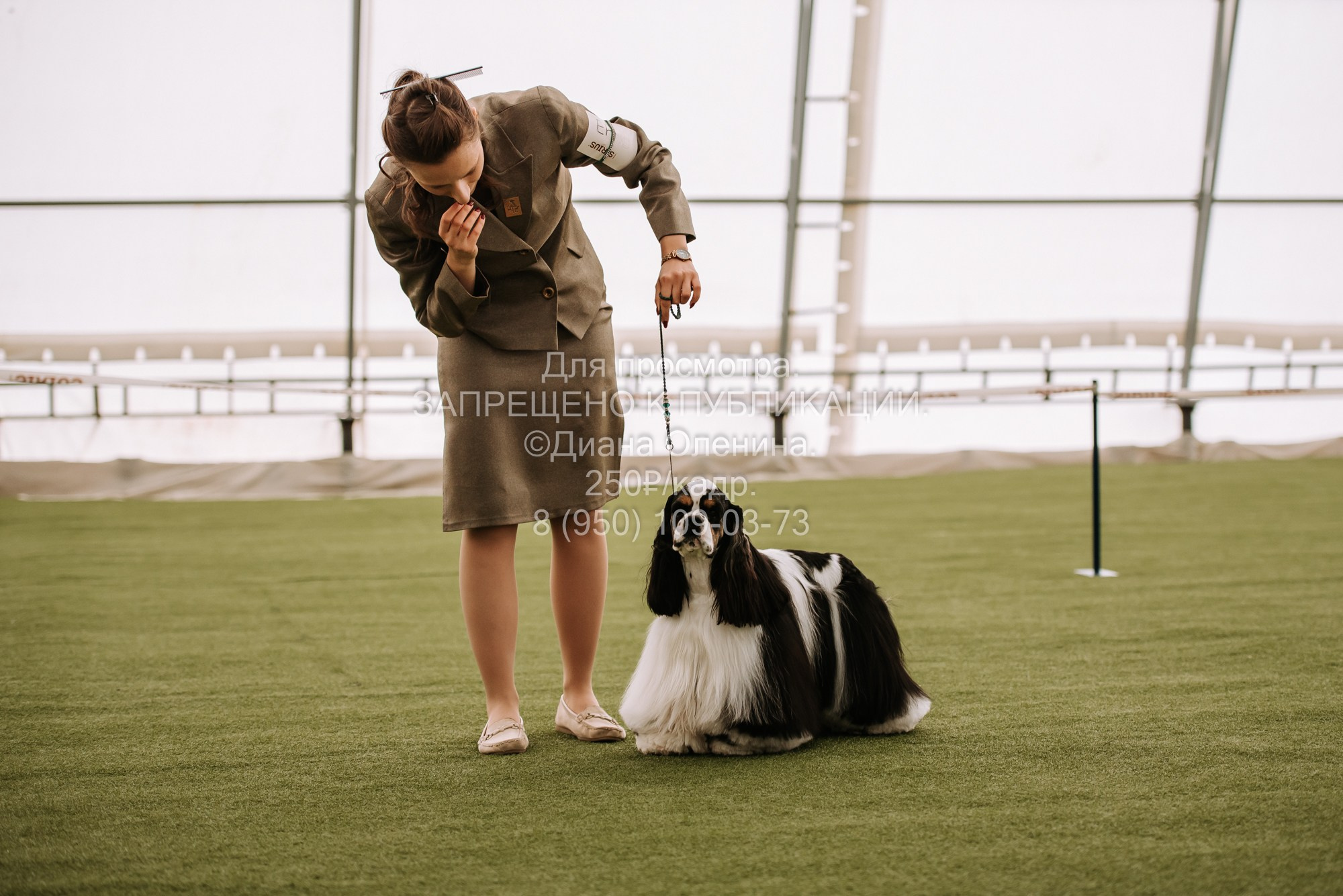 Выставка собак Красноярск 2.06. Фотограф Диана Оленина Красноярск / Братск