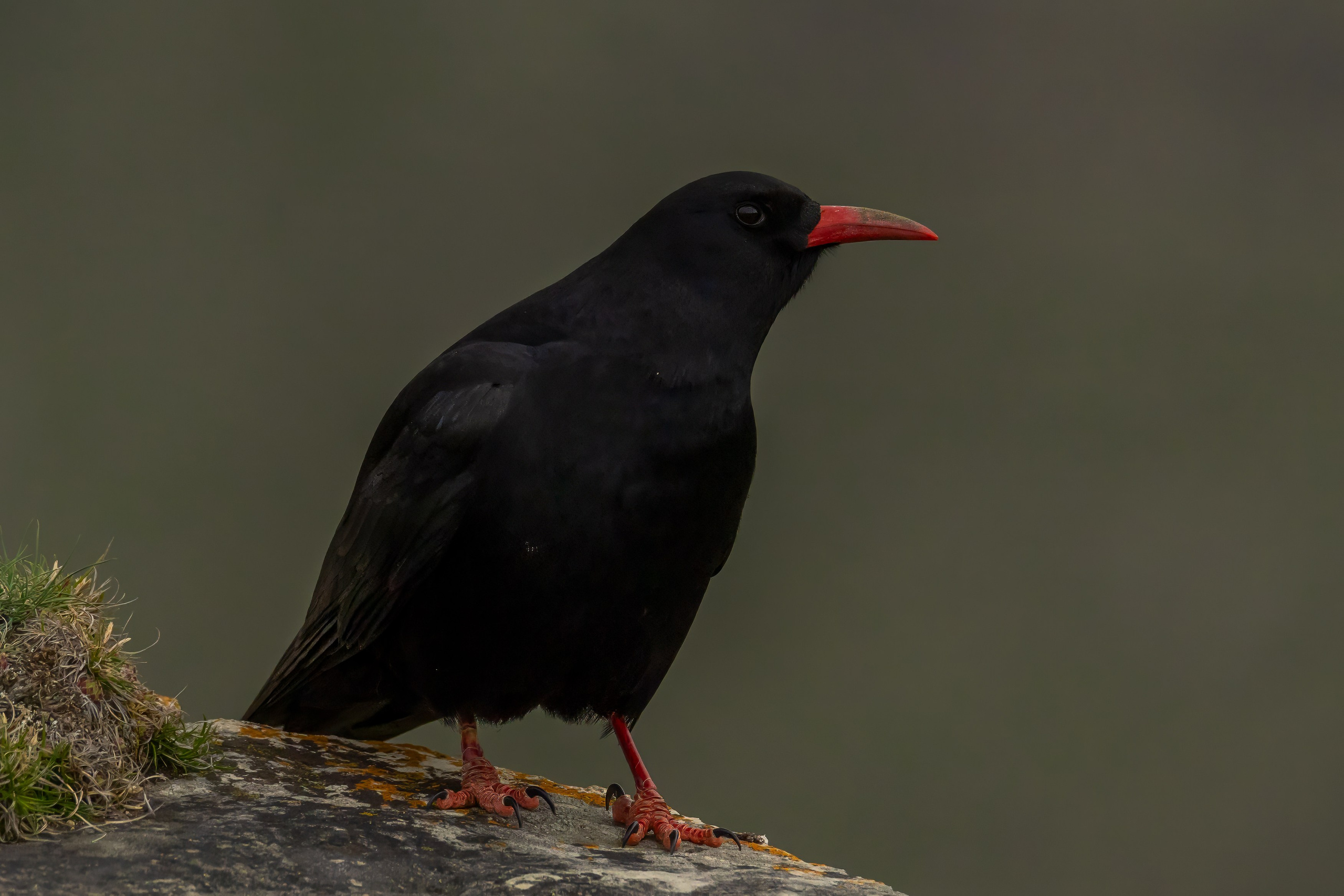 Клушица. Photomantis