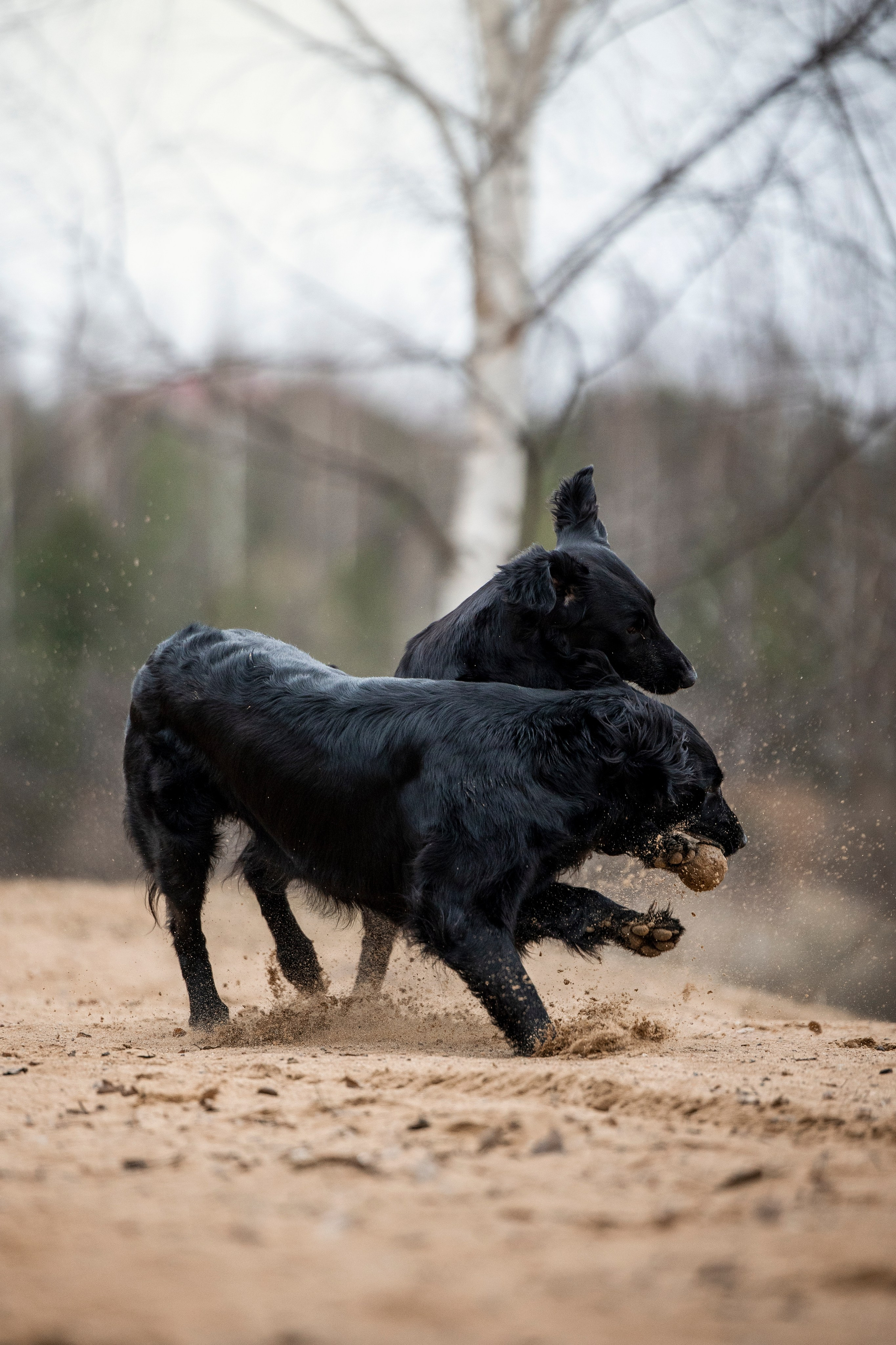 Ора, Ева, Рози и их семья. Фотограф — Анималист | Санкт-Петербург