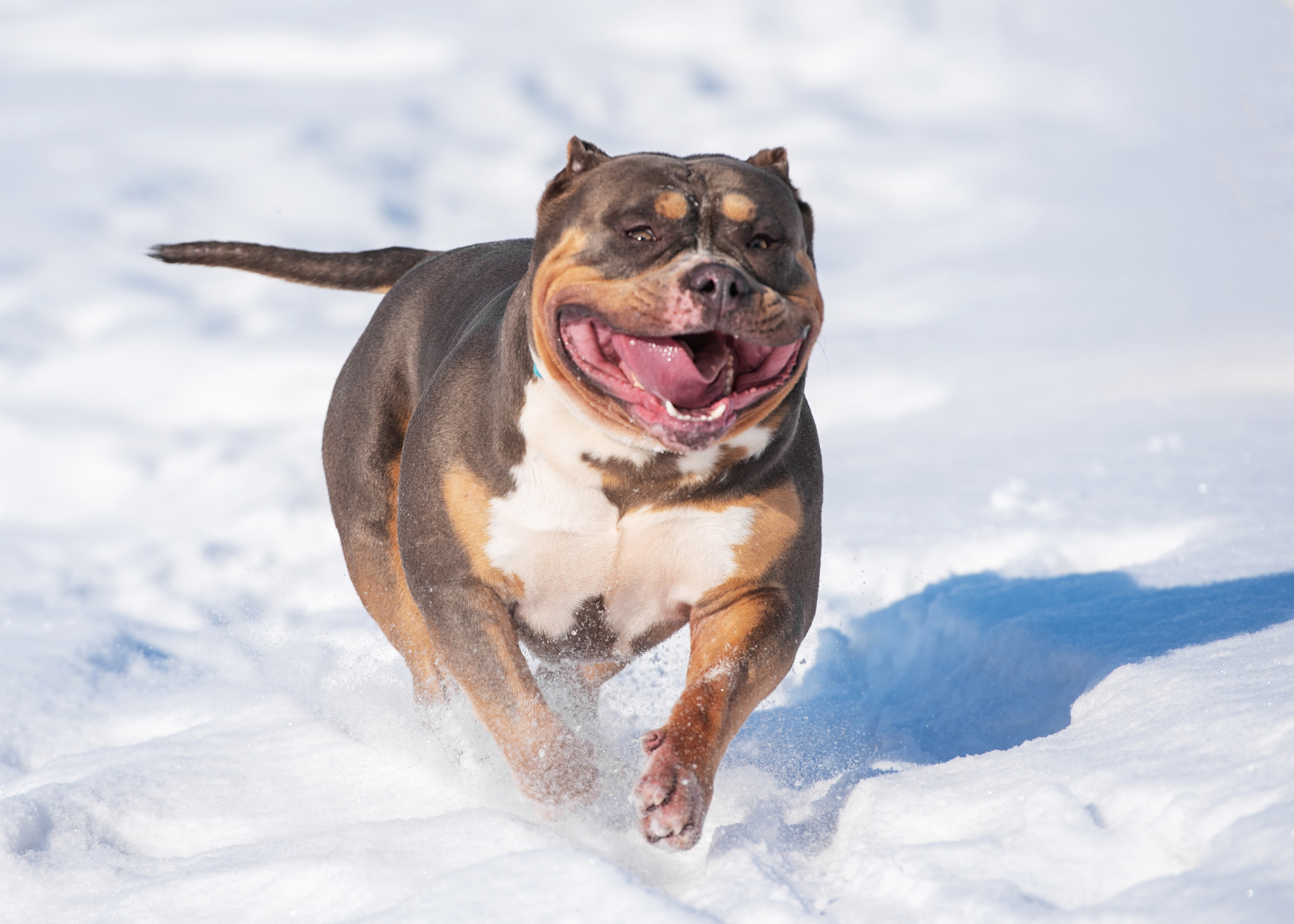 Булли. Дог-фотограф в Тюмени Александра Королева