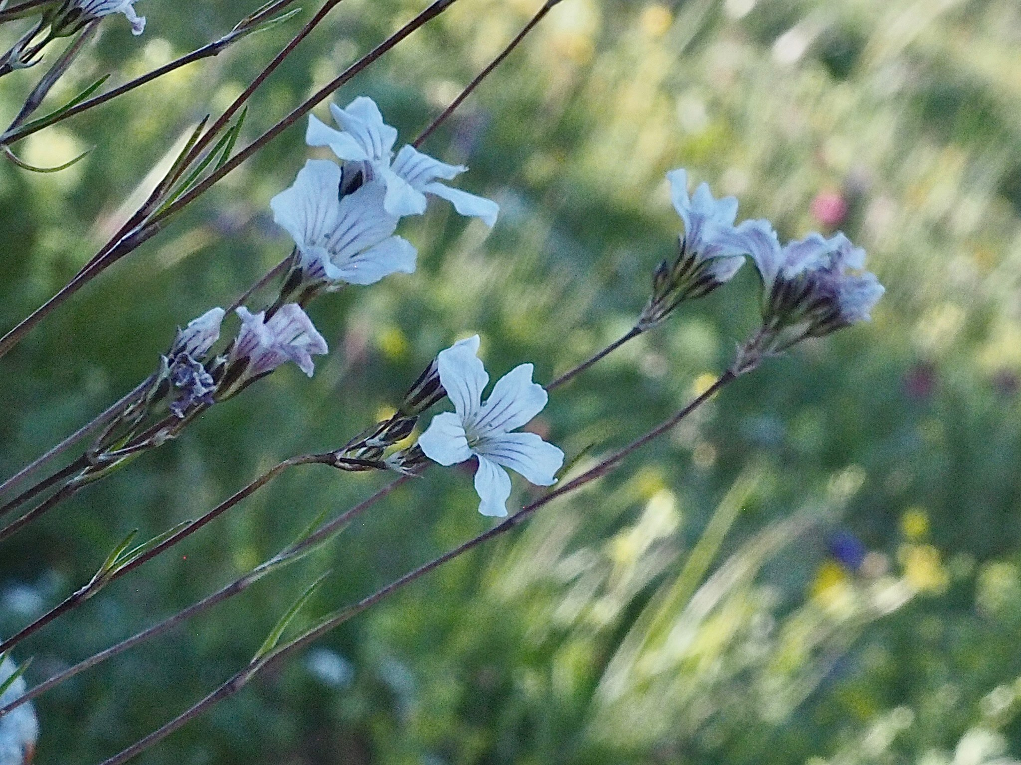 Флора и фауна. Смотри, красота!