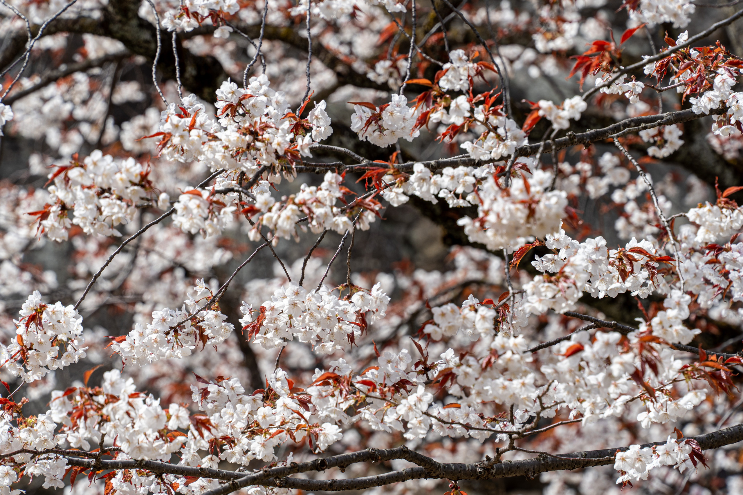 Япония, сакура. Творческие сьемки