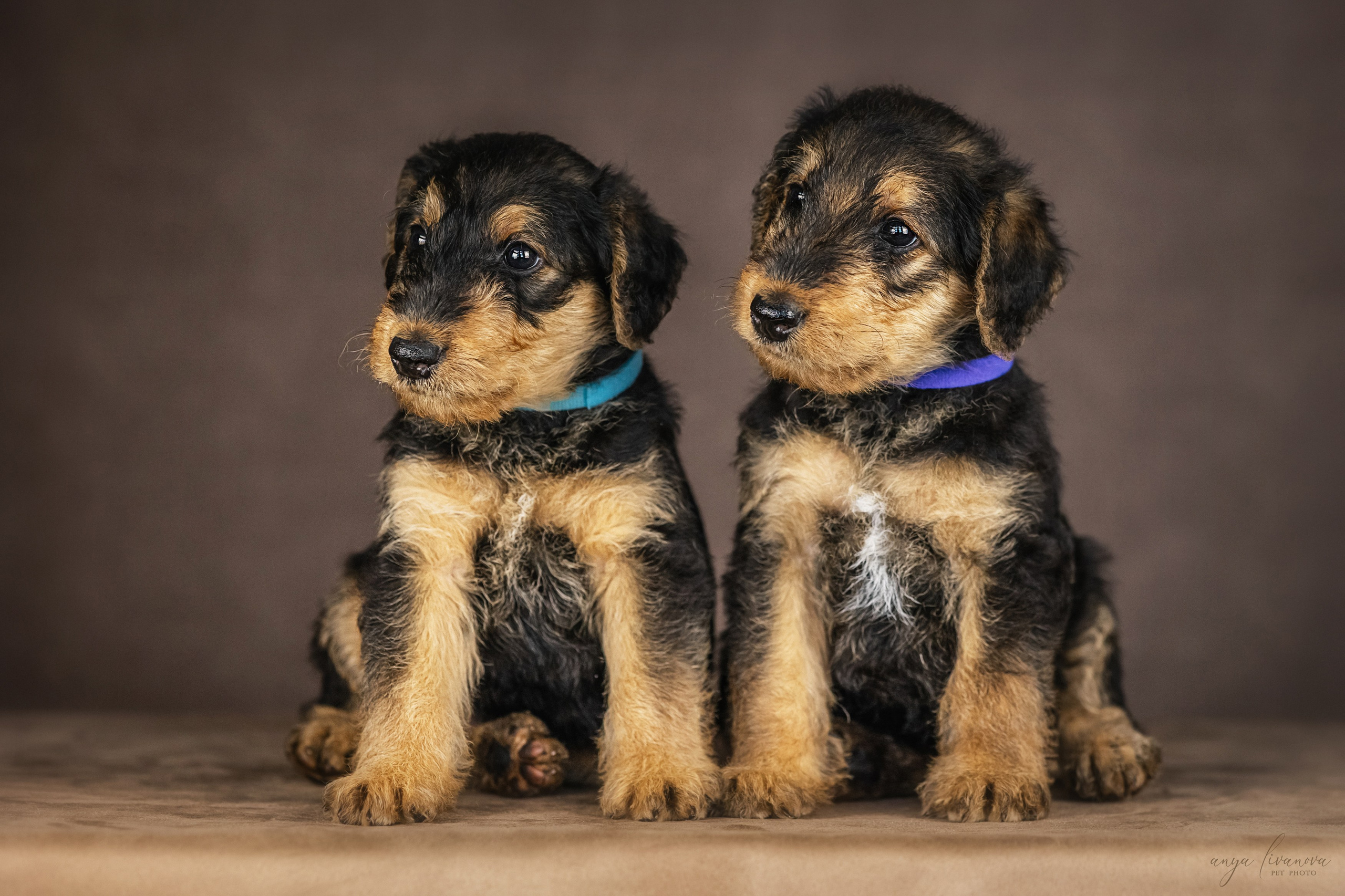 Эрдели. Фотограф анималист Аня Ливанова | Рыбинск