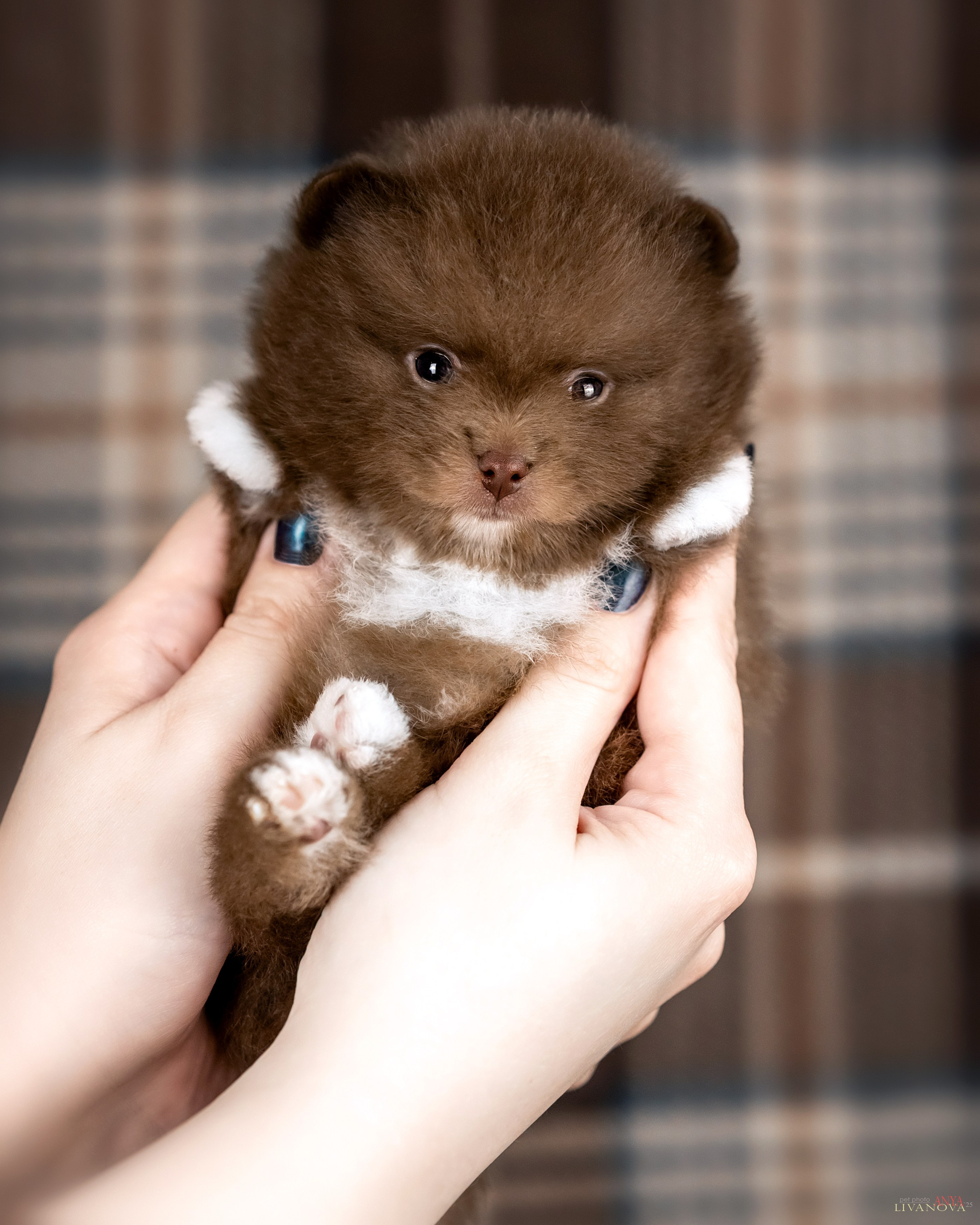 Шпицы. Фотограф анималист Аня Ливанова | Рыбинск