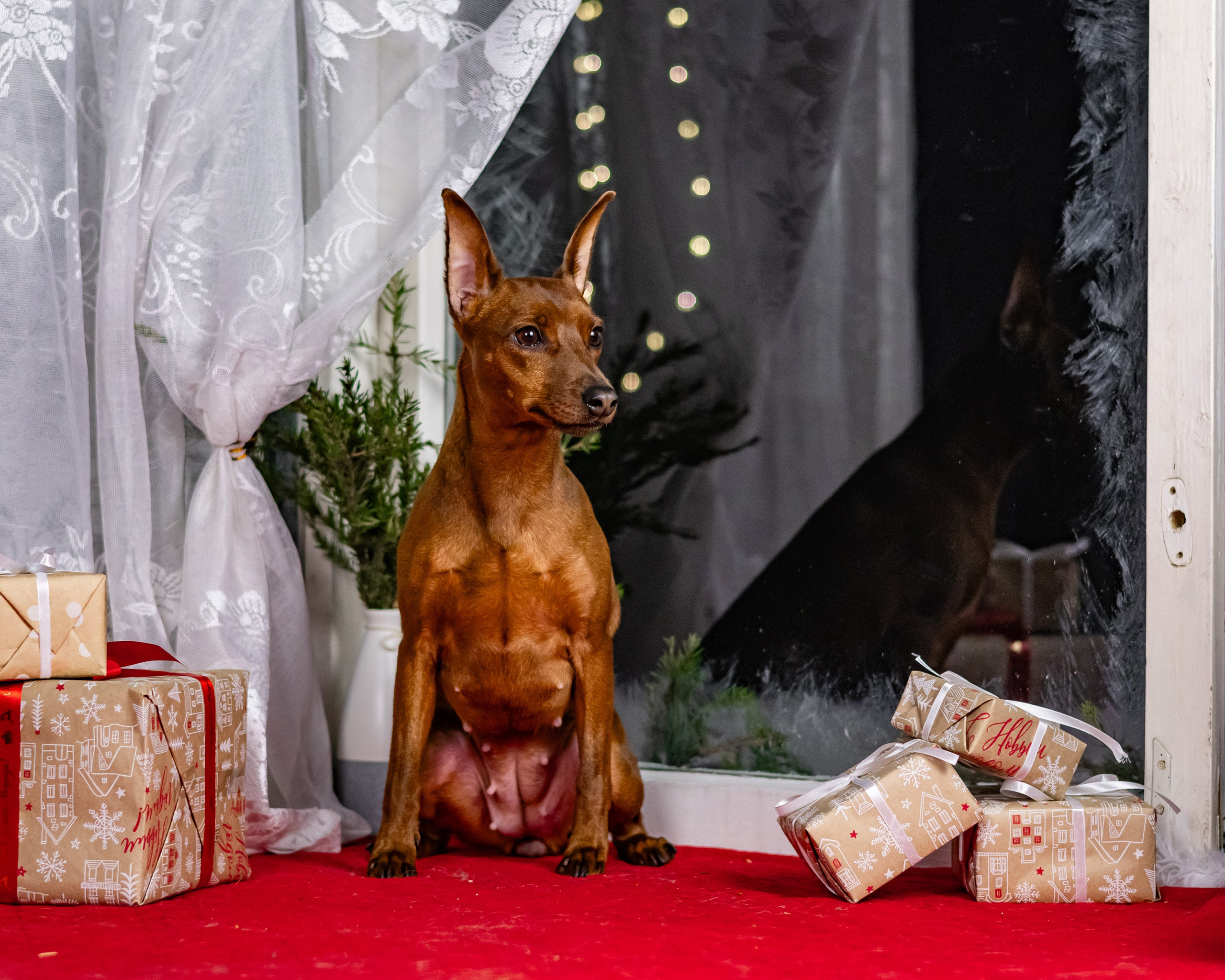 Окошко. Фотограф анималист Аня Ливанова | Рыбинск