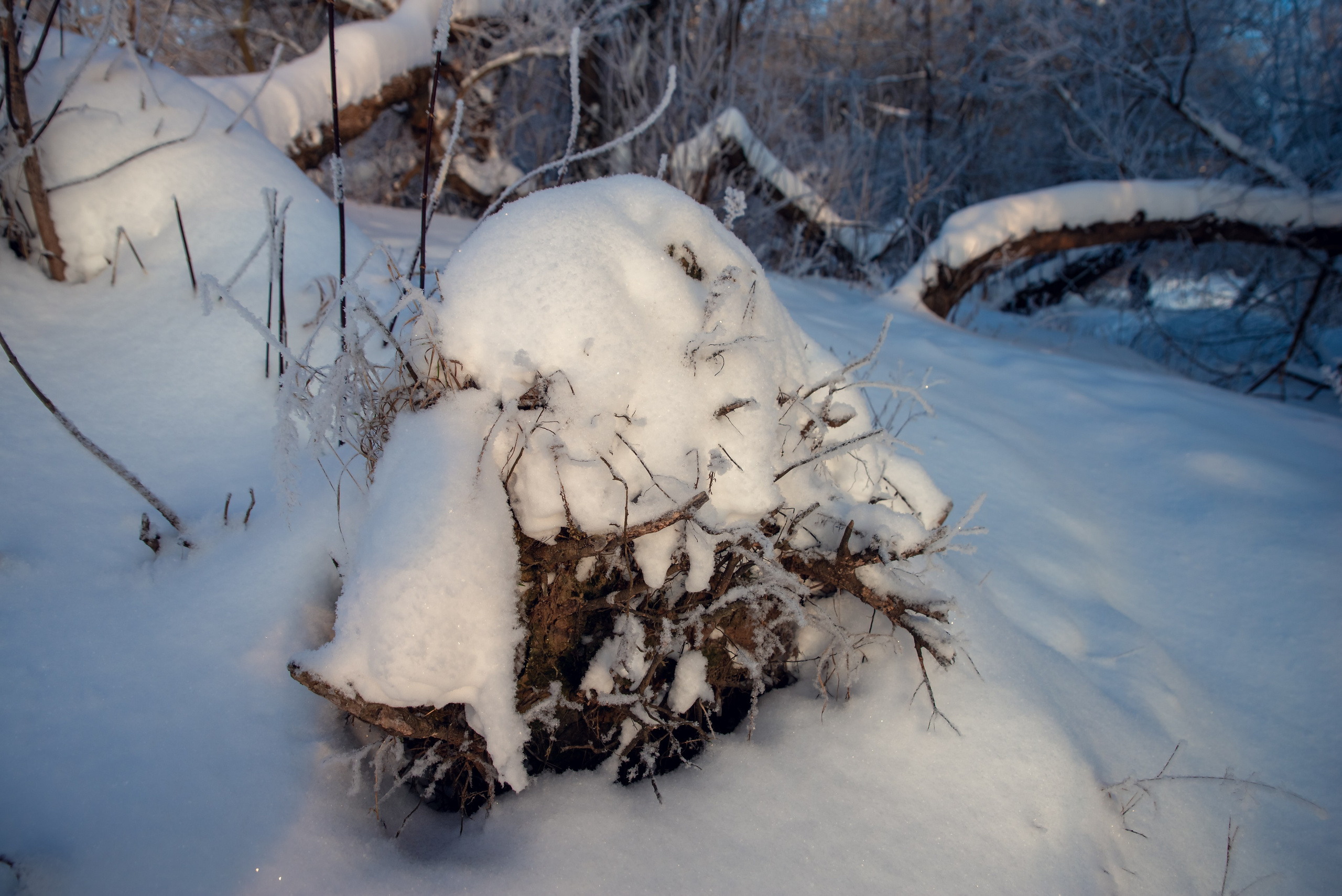 Зимушка зима. Фотограф Крещение Венчание Москва