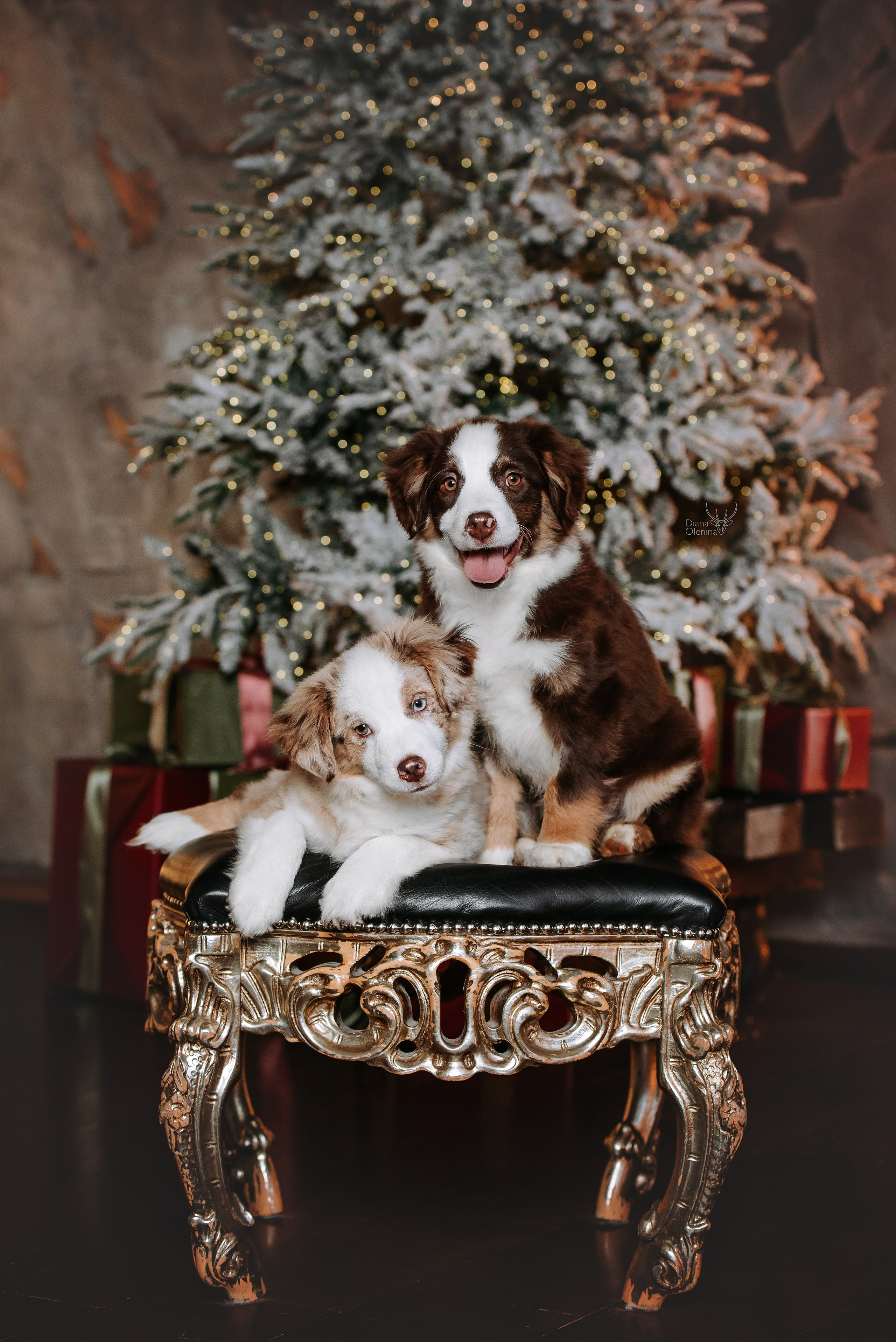 Собаки студия. Фотограф Диана Оленина Красноярск / Братск