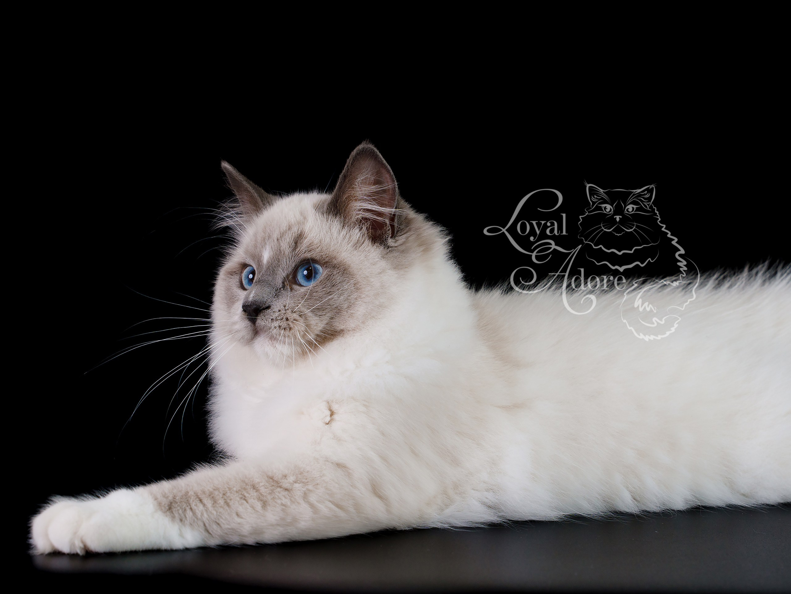 Кошки производители Loyal Adore. Питомник рэгдолл Loyal Adore