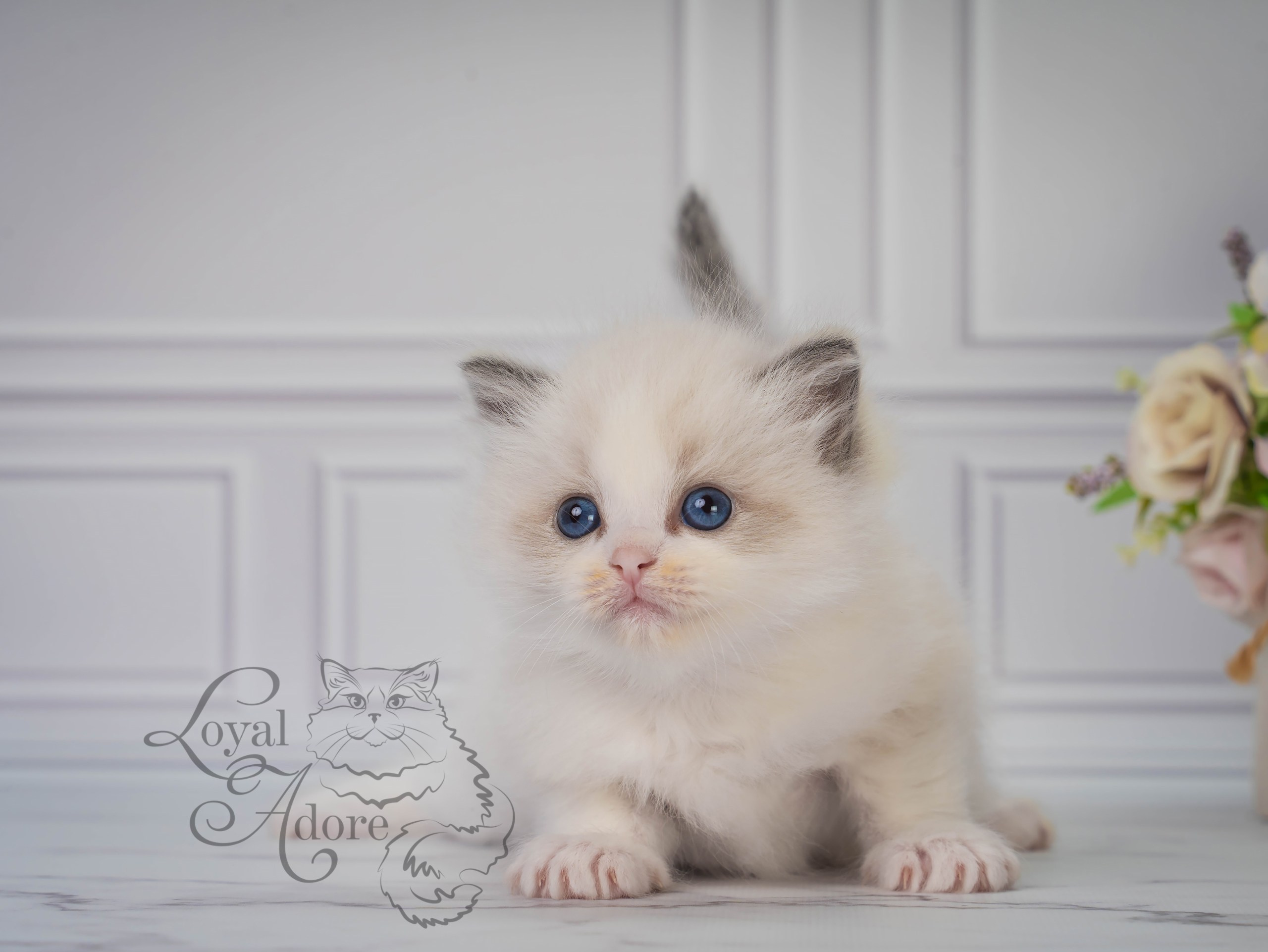 Все свободные котята. Питомник рэгдолл Loyal Adore