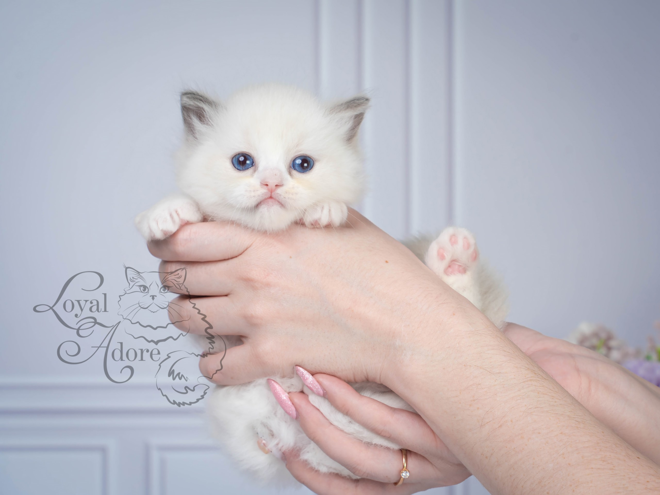 Котята рэгдолл от Loyal Adore. Питомник рэгдолл Loyal Adore