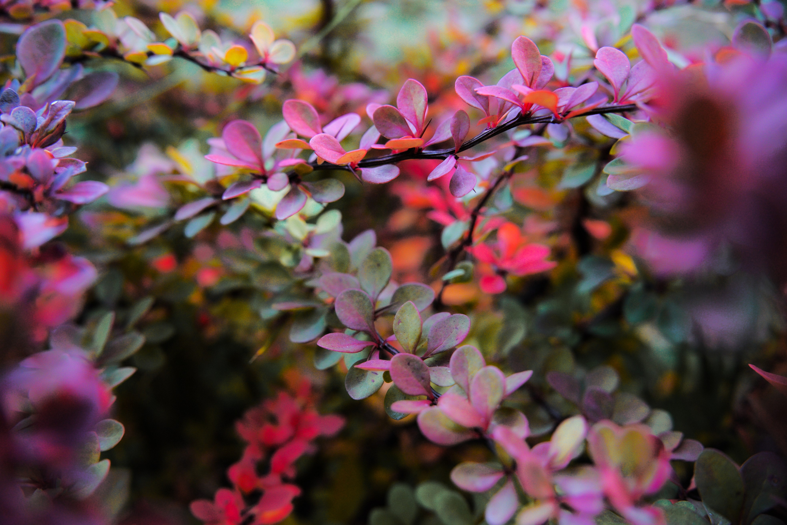 Осень 2025. Фотограф из Москвы — DASHA NOVA | Авторская фотография в разных жанрах