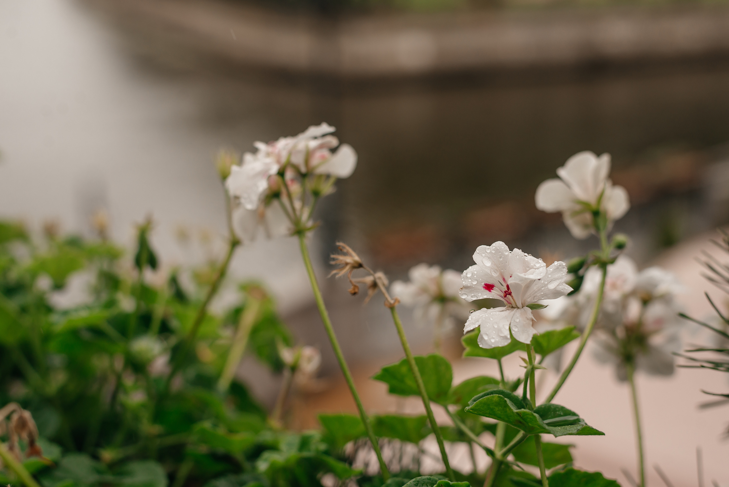 Свадебный фототограф Зеленоградск Калининград Светлогорск. Свадебный фотограф  Калининград | Москва|