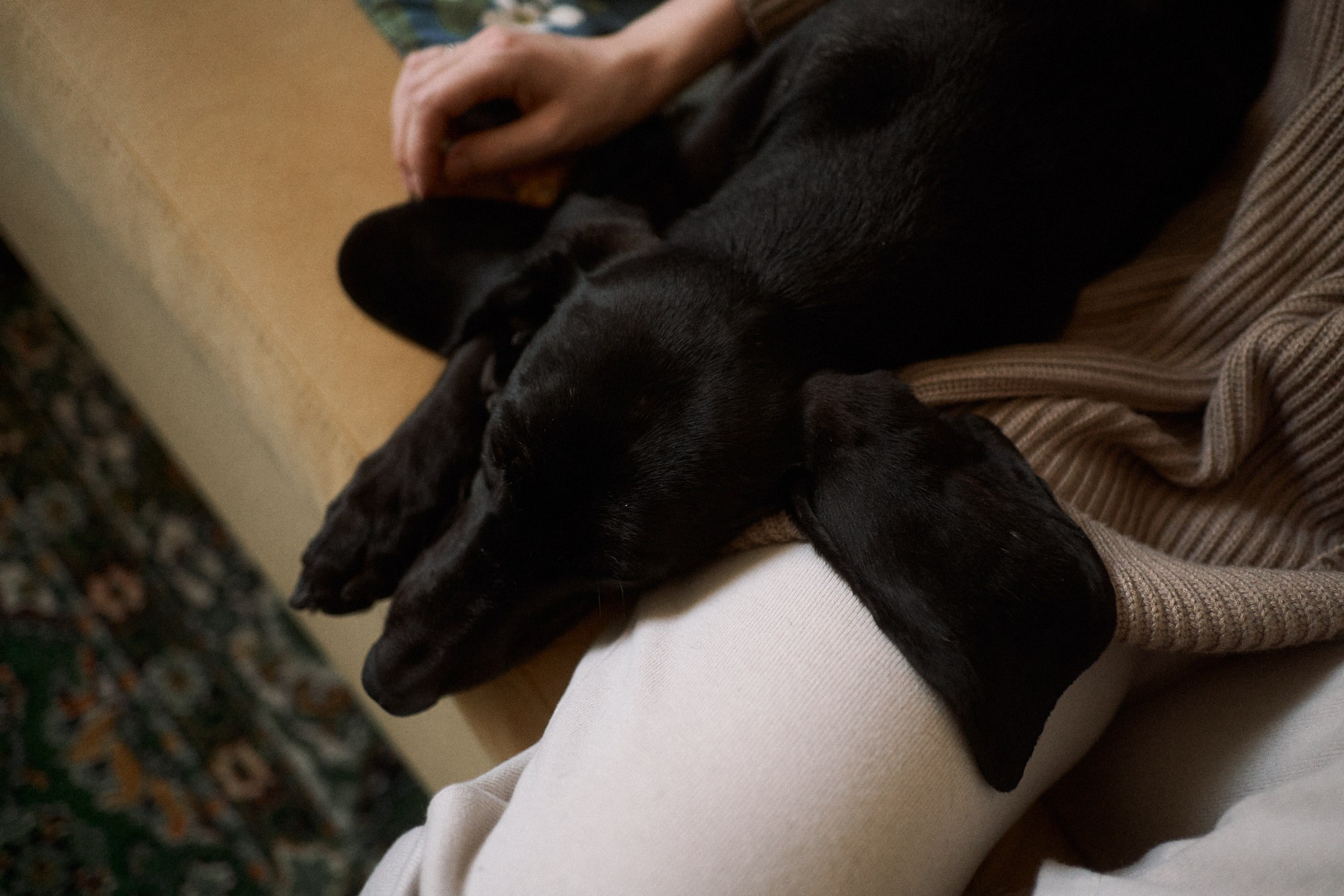 Вася, Даша и Нина. Фотограф анималист Москва Дарья