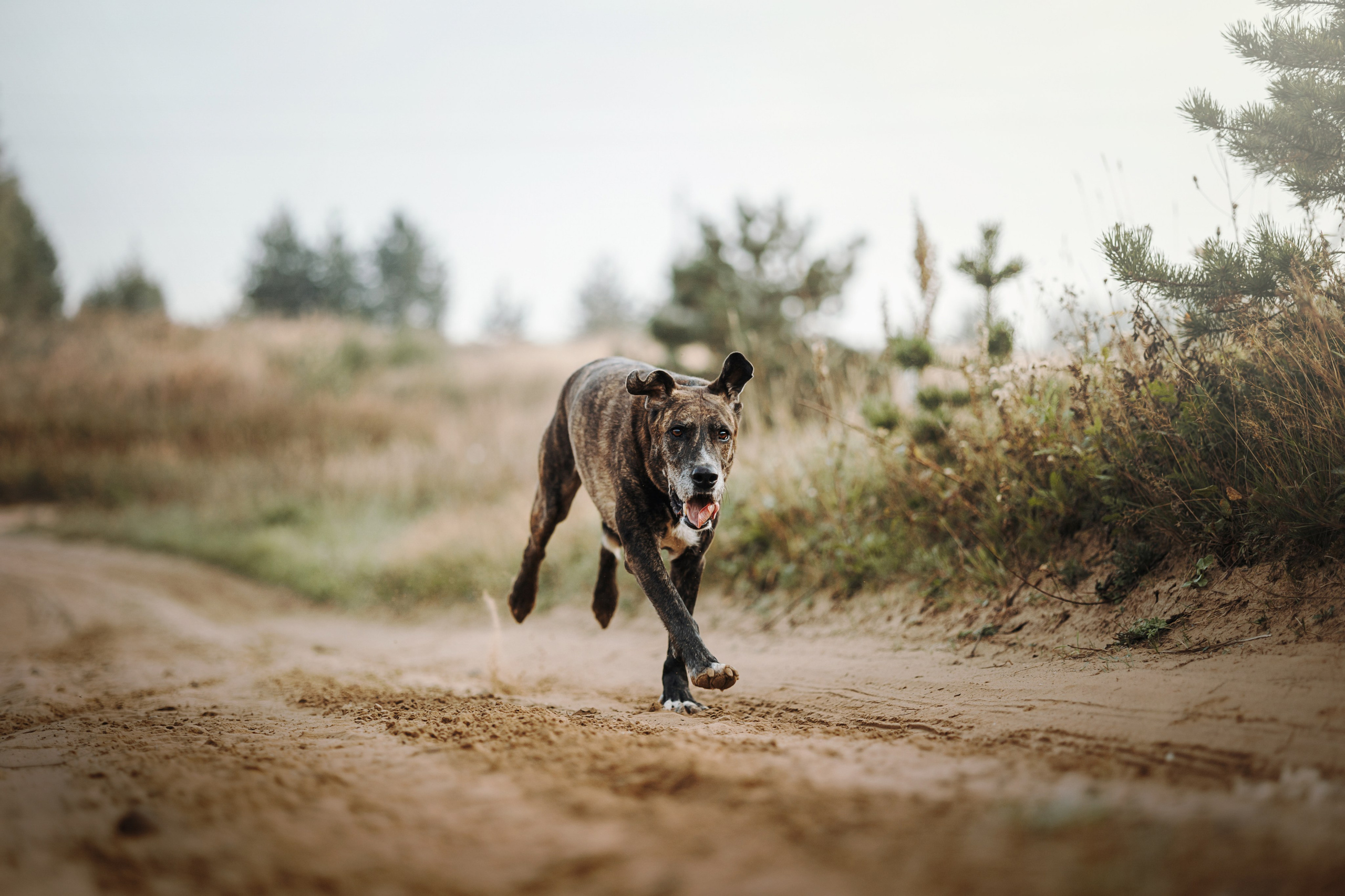 Любовь и ее хвостики. Фотограф — Анималист | Санкт-Петербург