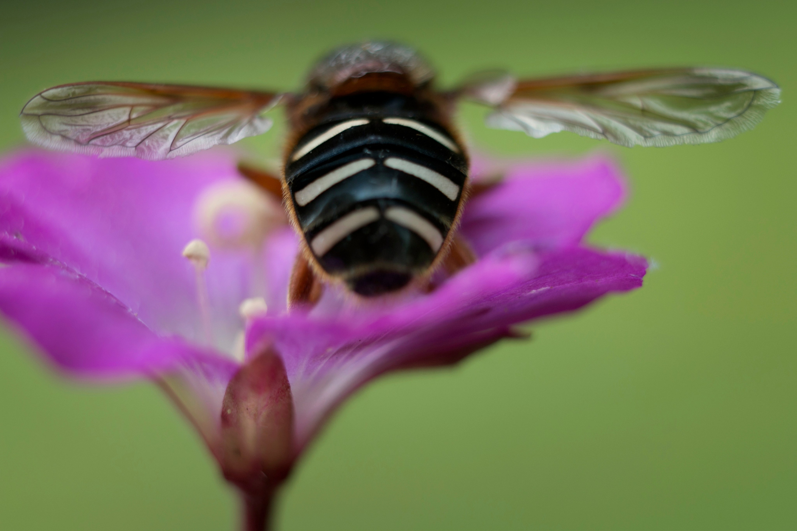 Макро. Фотограф Лагутин Анатолий