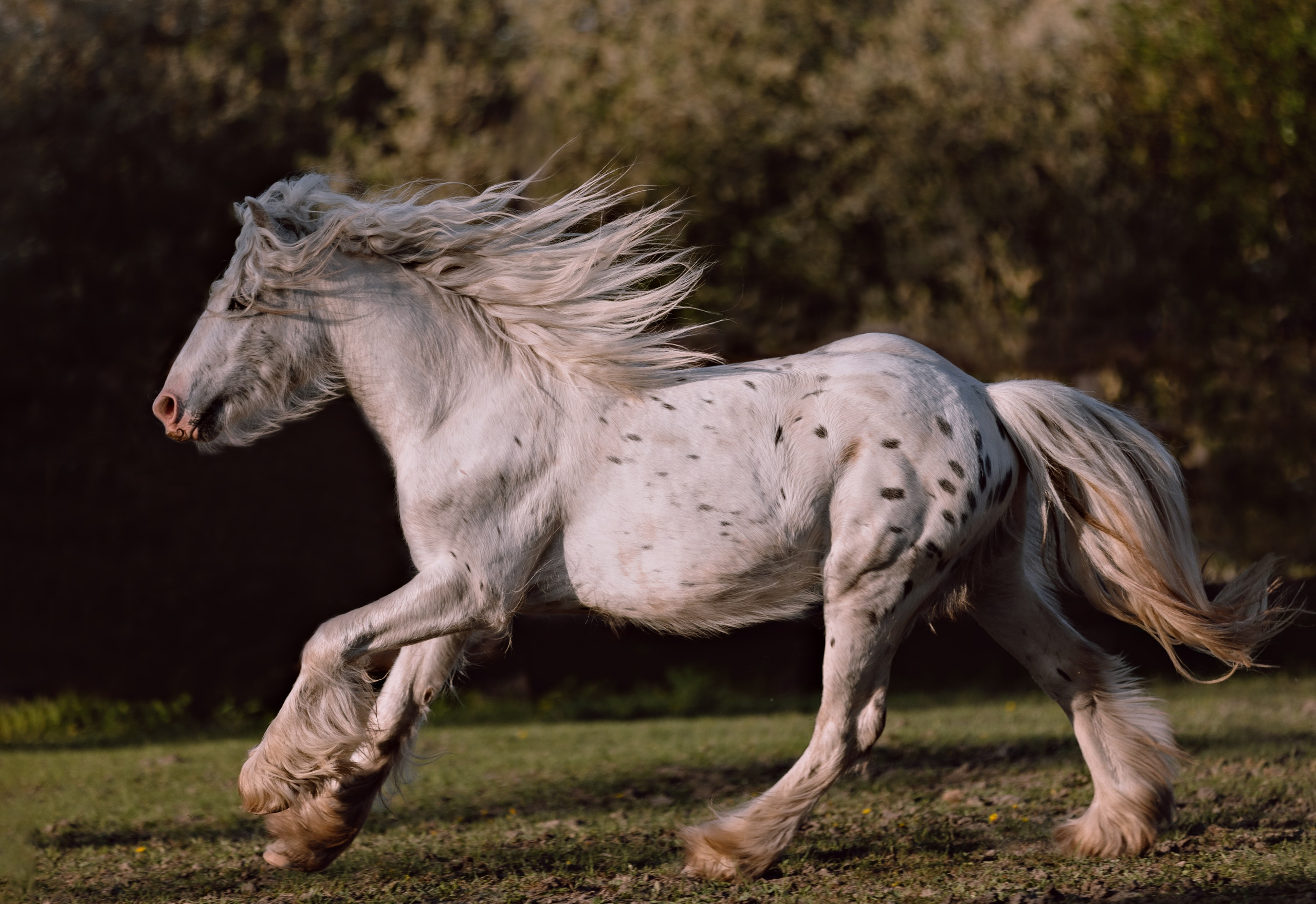 Съёмка лошадей/ цвет. Конный фотограф в Калининграде Елена Курбатова