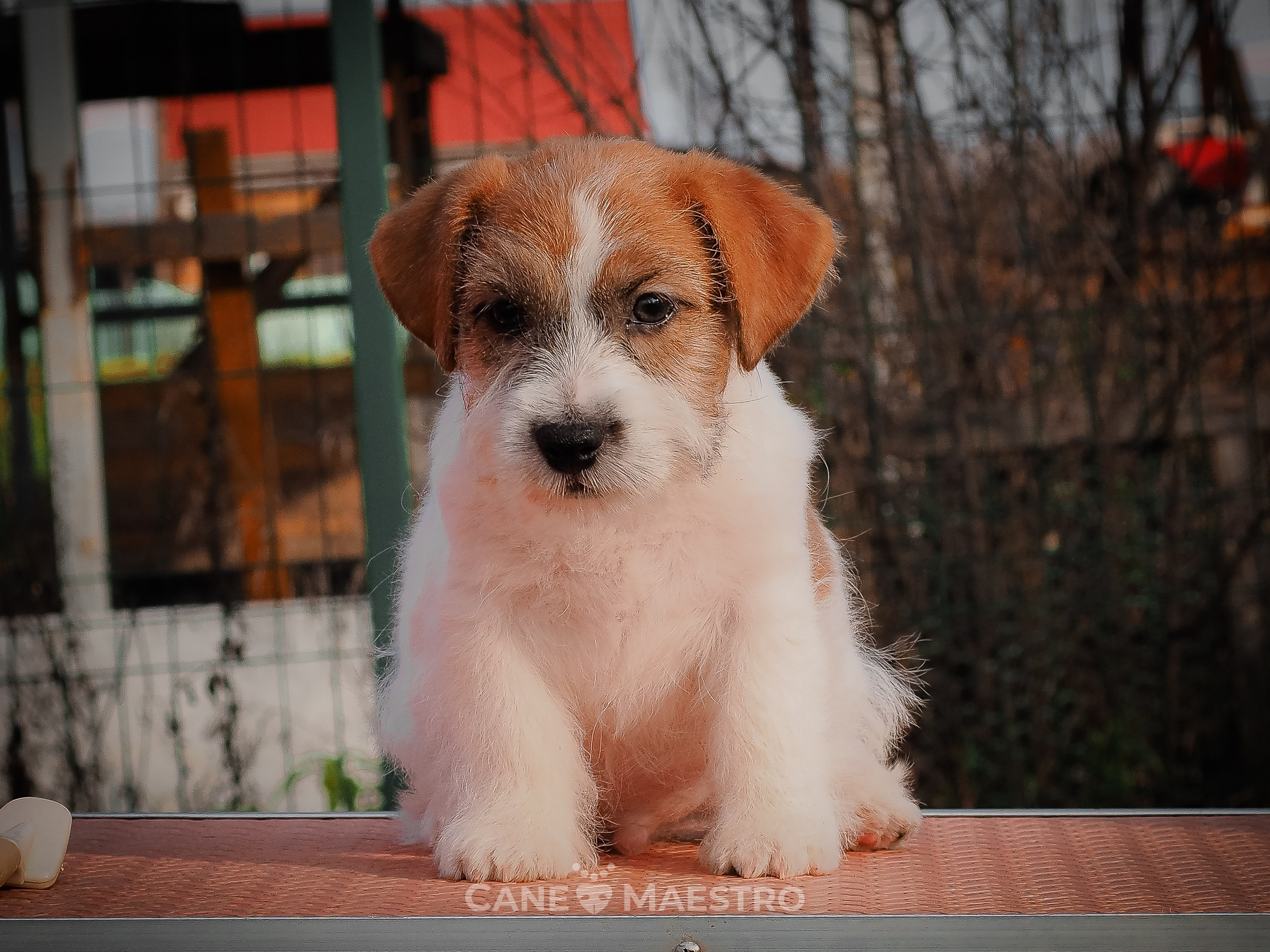 КобельZ1_ДРТ_брыж_27_08_25. КАНЕ МАЭСТРО — питомник Джек рассел терьеров