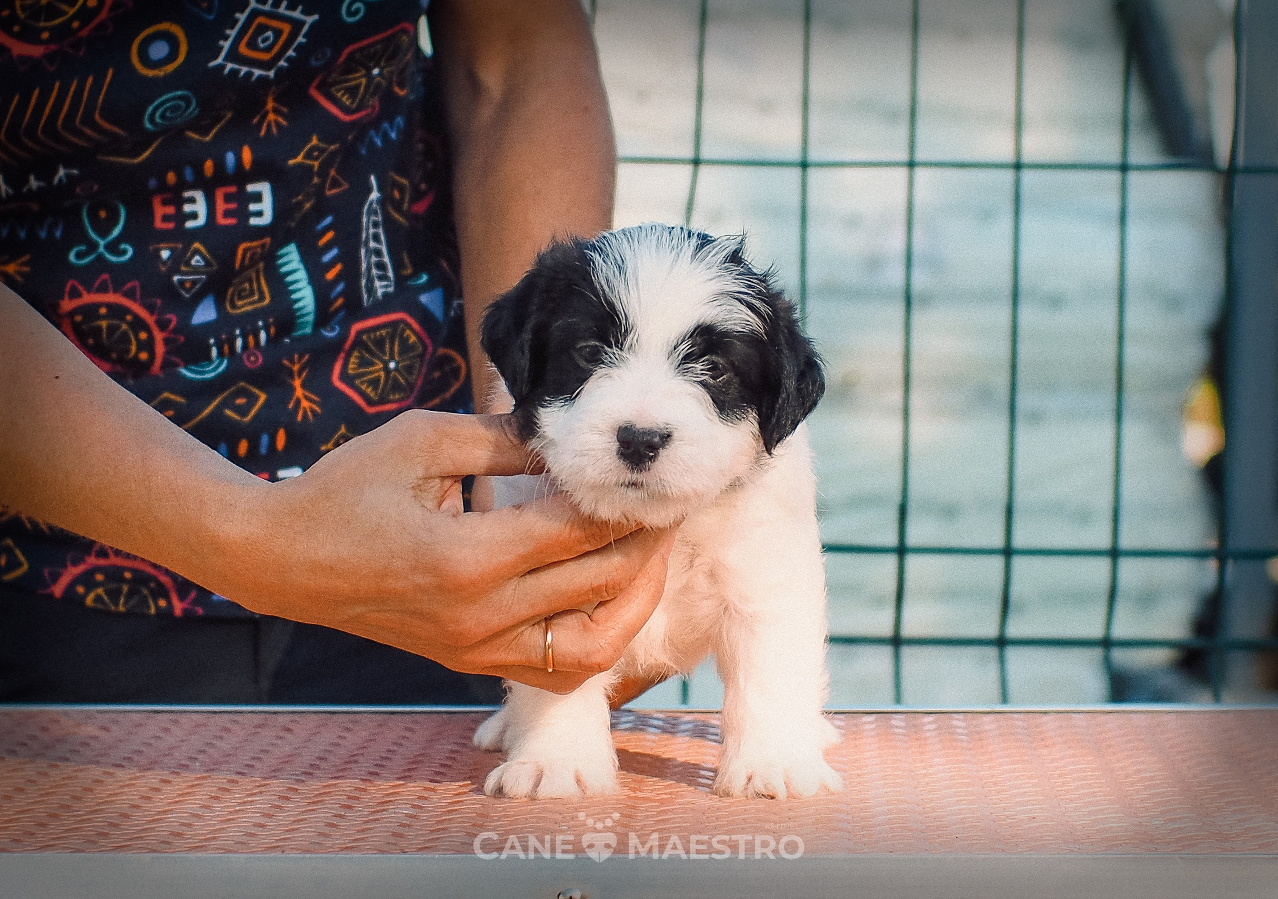 КОБZ_4_ЧБ_27_08_25. CANE MAESTRO — kennel Jack Russell Terrier