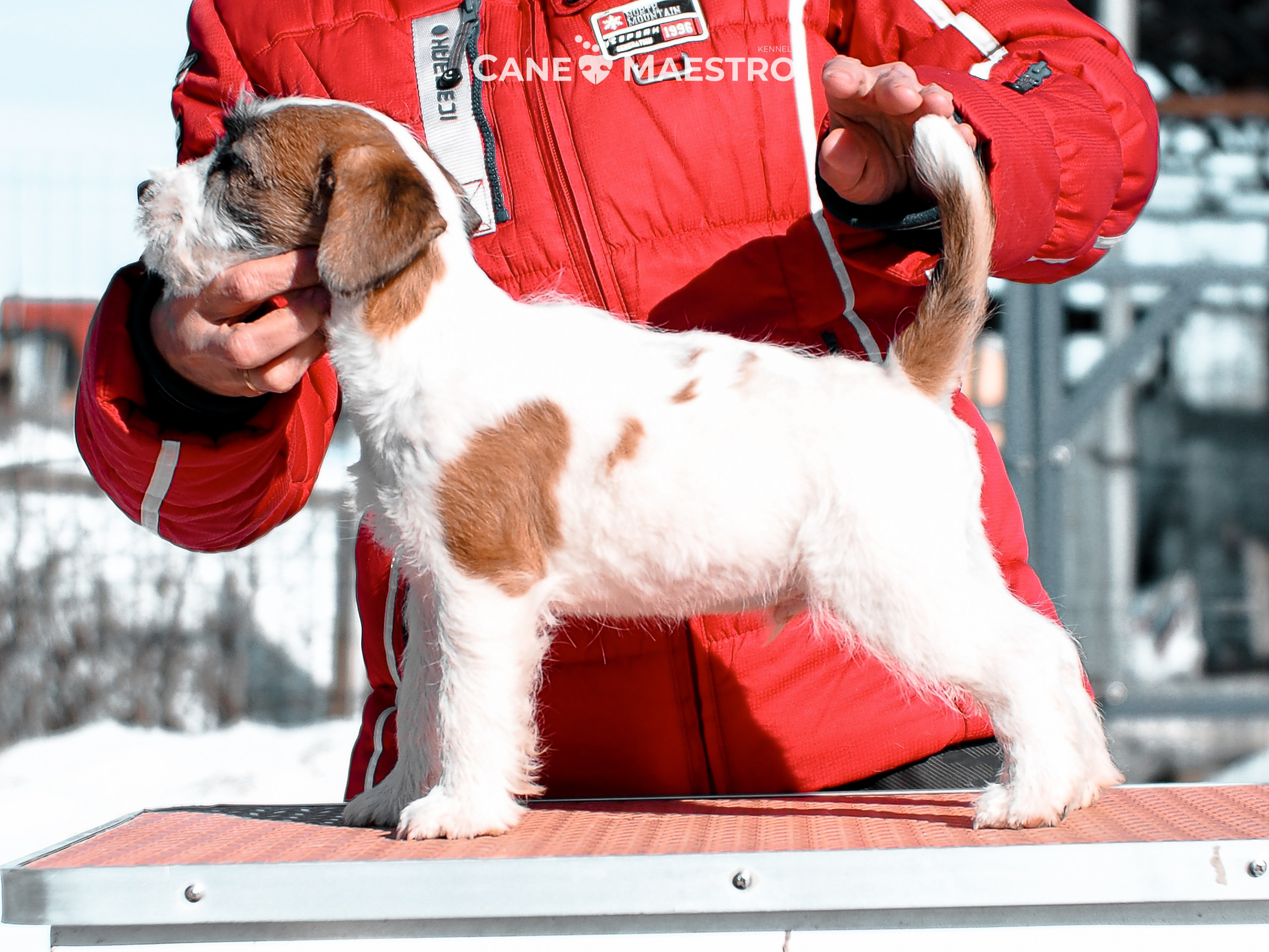 КОБ_ЛИСА_05_01_26. CANE MAESTRO — kennel Jack Russell Terrier