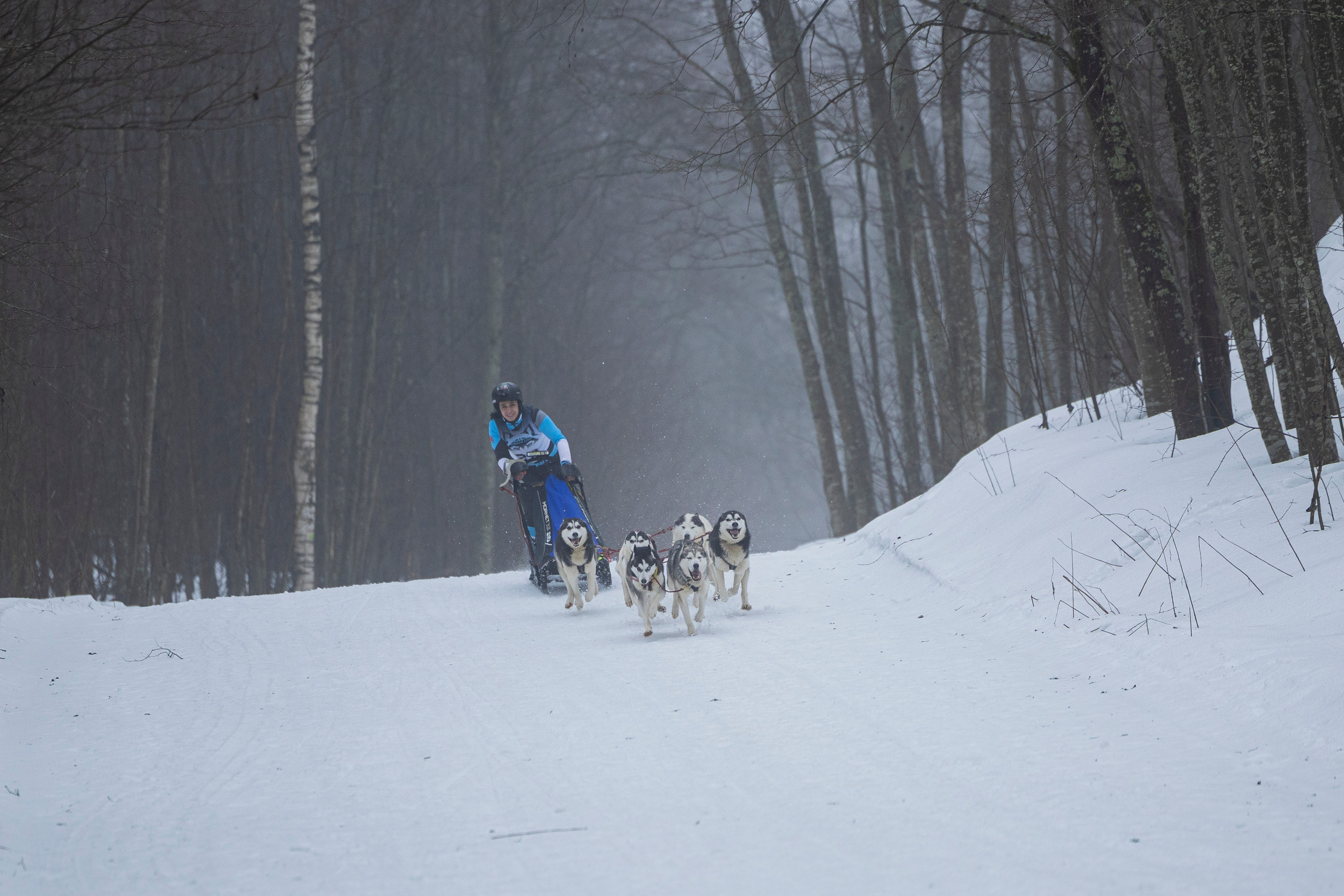 Зимний Чемпионат Санкт-Петербурга по ездовому спорту. Фотограф-анималист Анна Маринич
