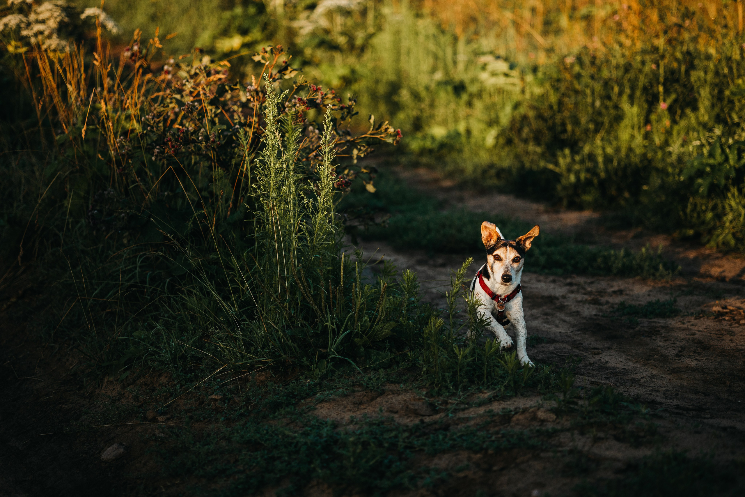 Маша и Персик. Фотограф — Анималист | Санкт-Петербург