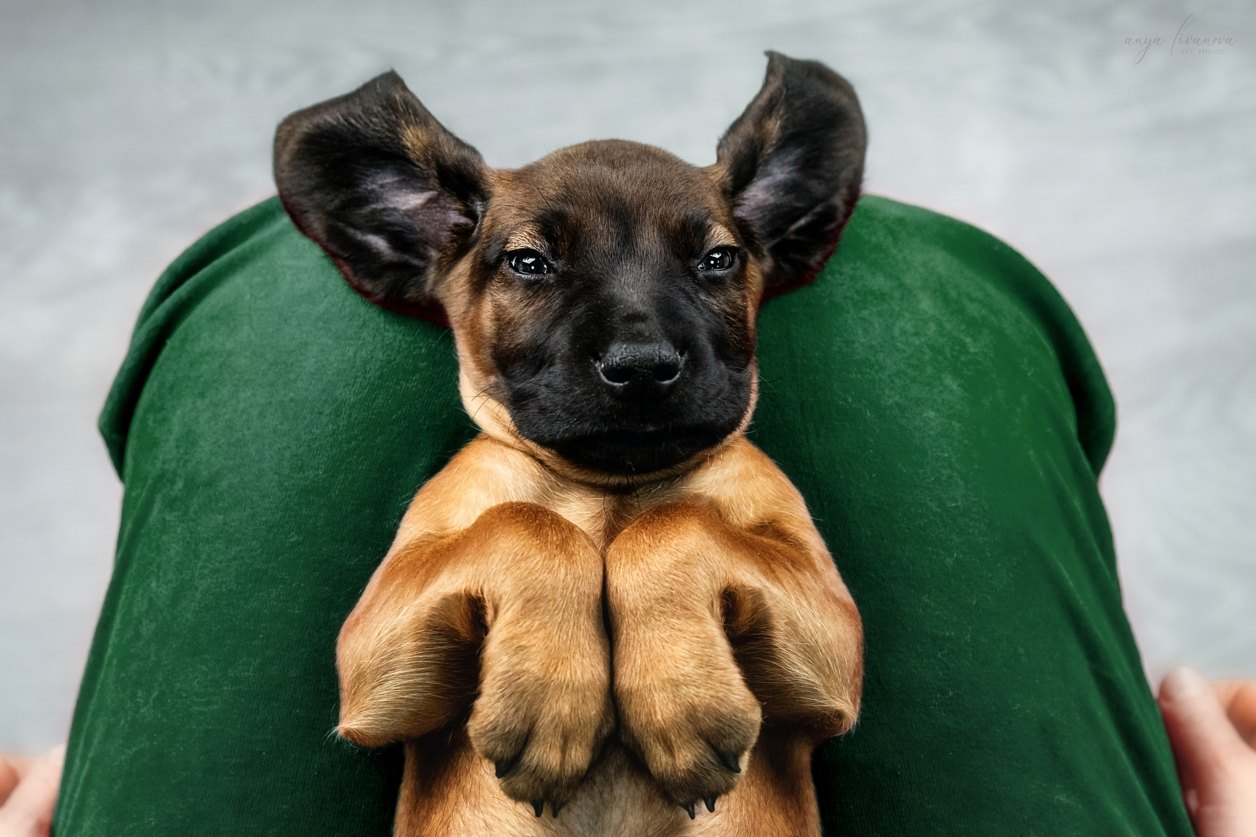 Баварки. Фотограф анималист Аня Ливанова | Рыбинск