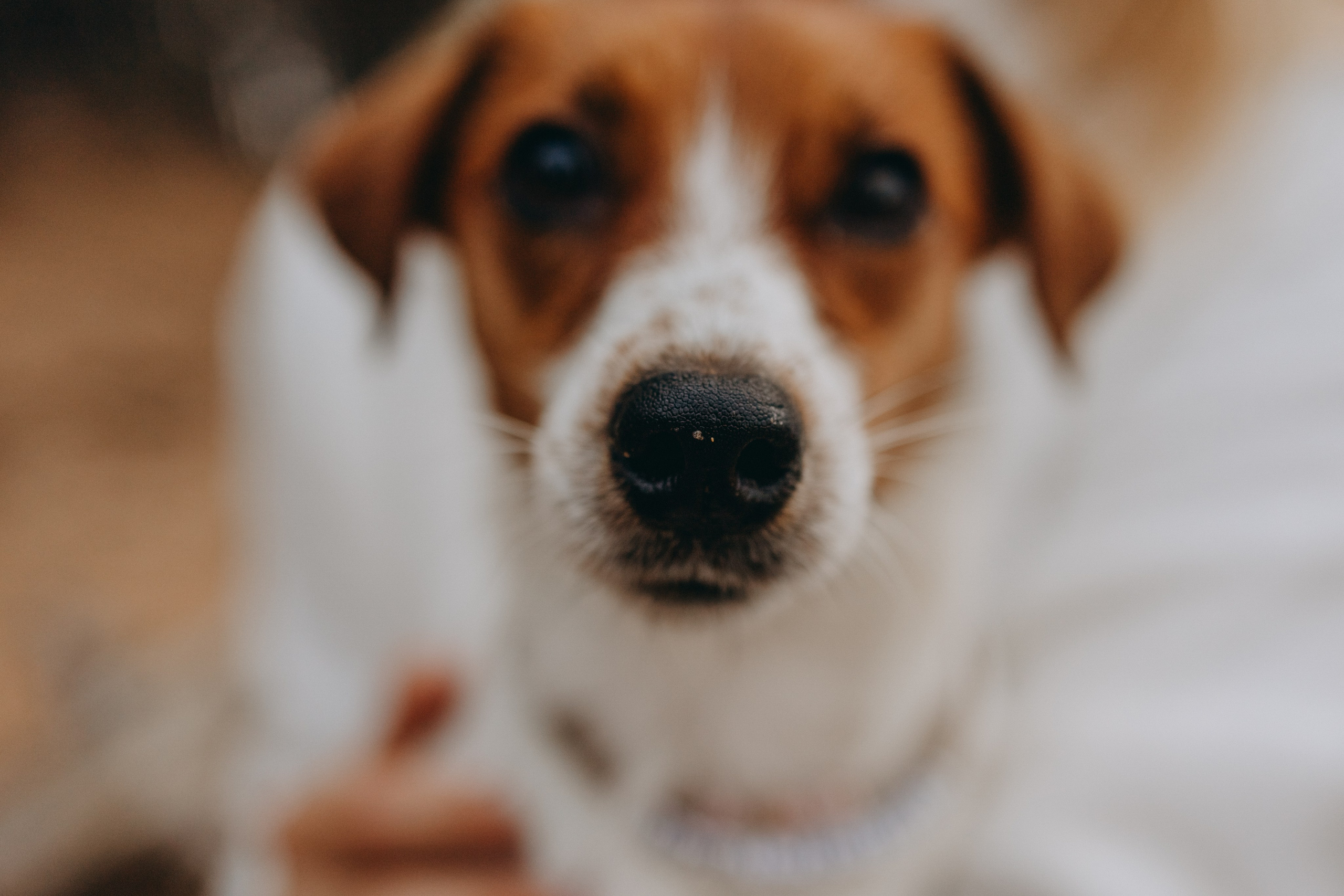 Лея и ее семья. Фотограф — Анималист | Санкт-Петербург