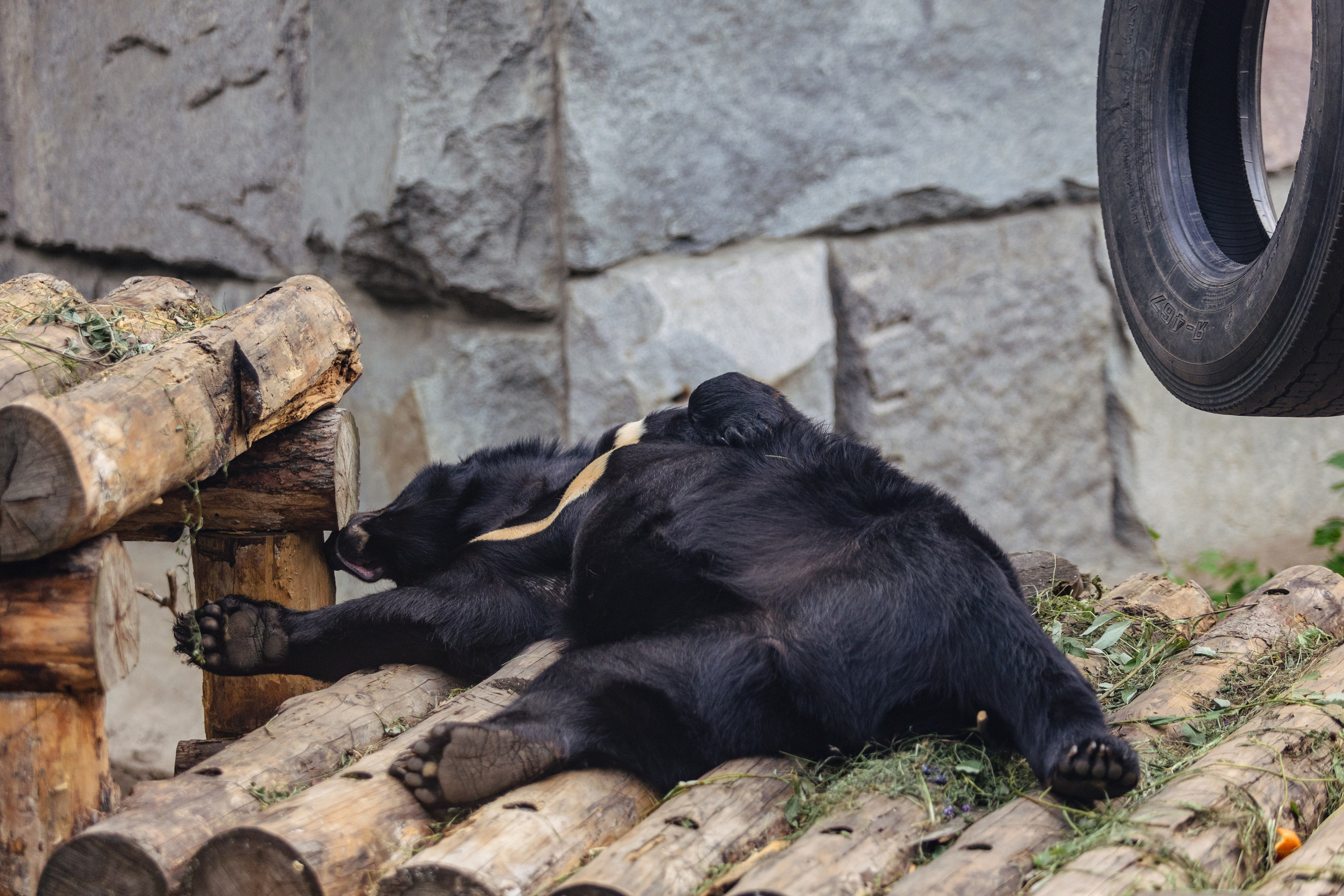 Московский зоопарк. Photographer Sonkina Tatiana (Tanya Ash)