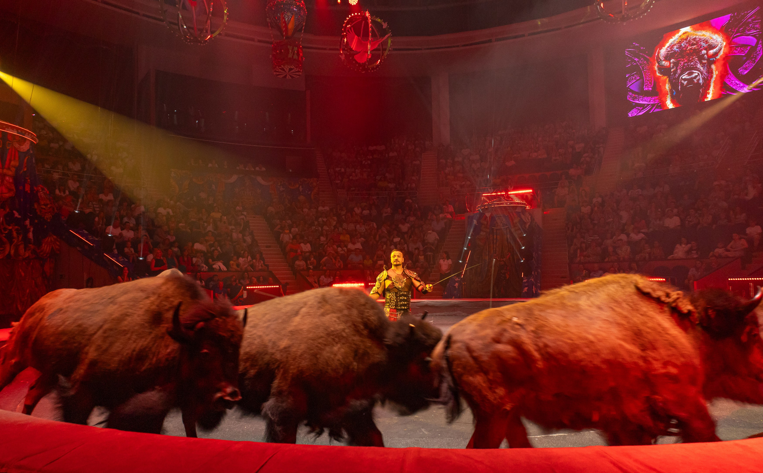 Цирк ГИИ ЭРАДЗЕ. Семейный и Свадебный фотограф в Сочи