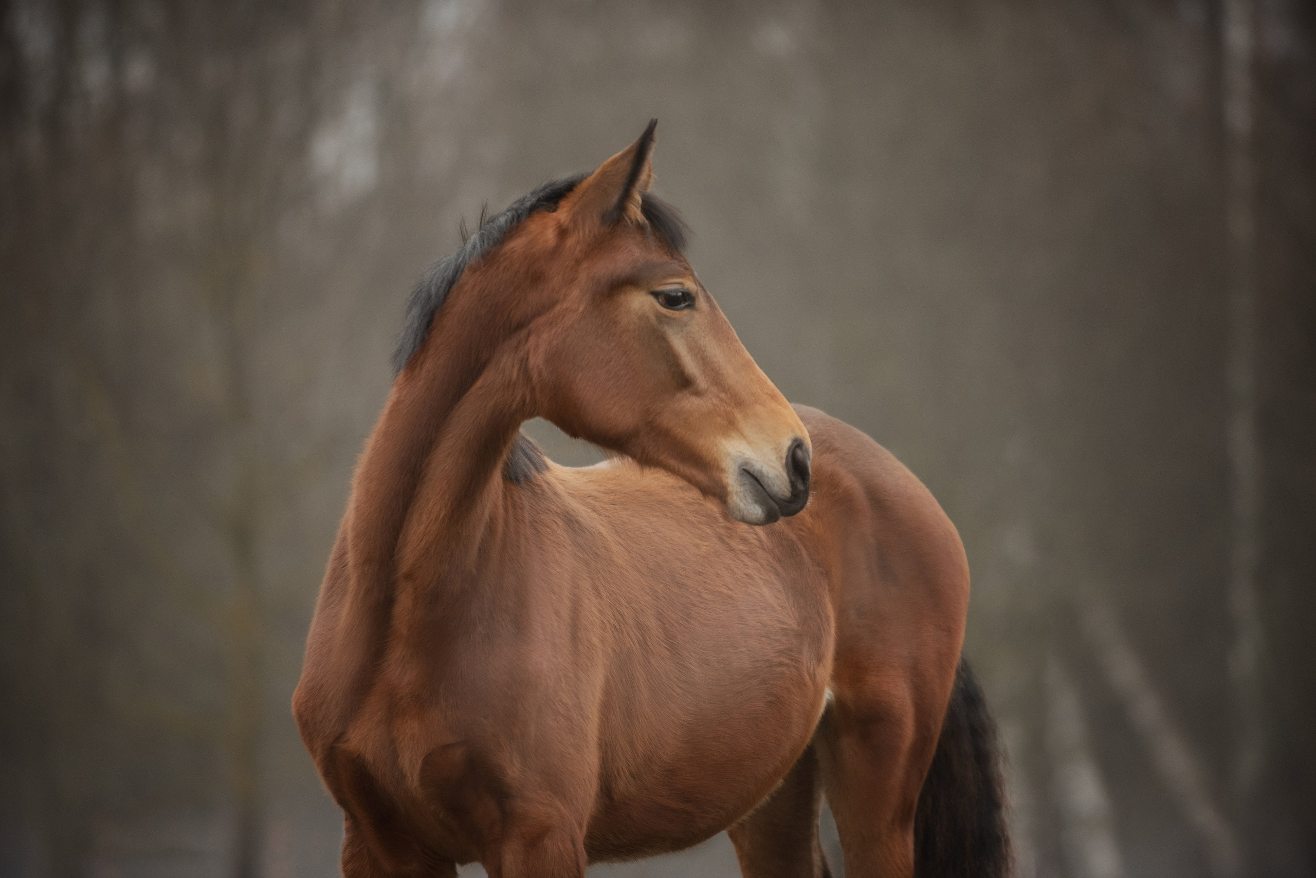 Мелкаши ЮНА. Куракина Дарья • Конный фотограф