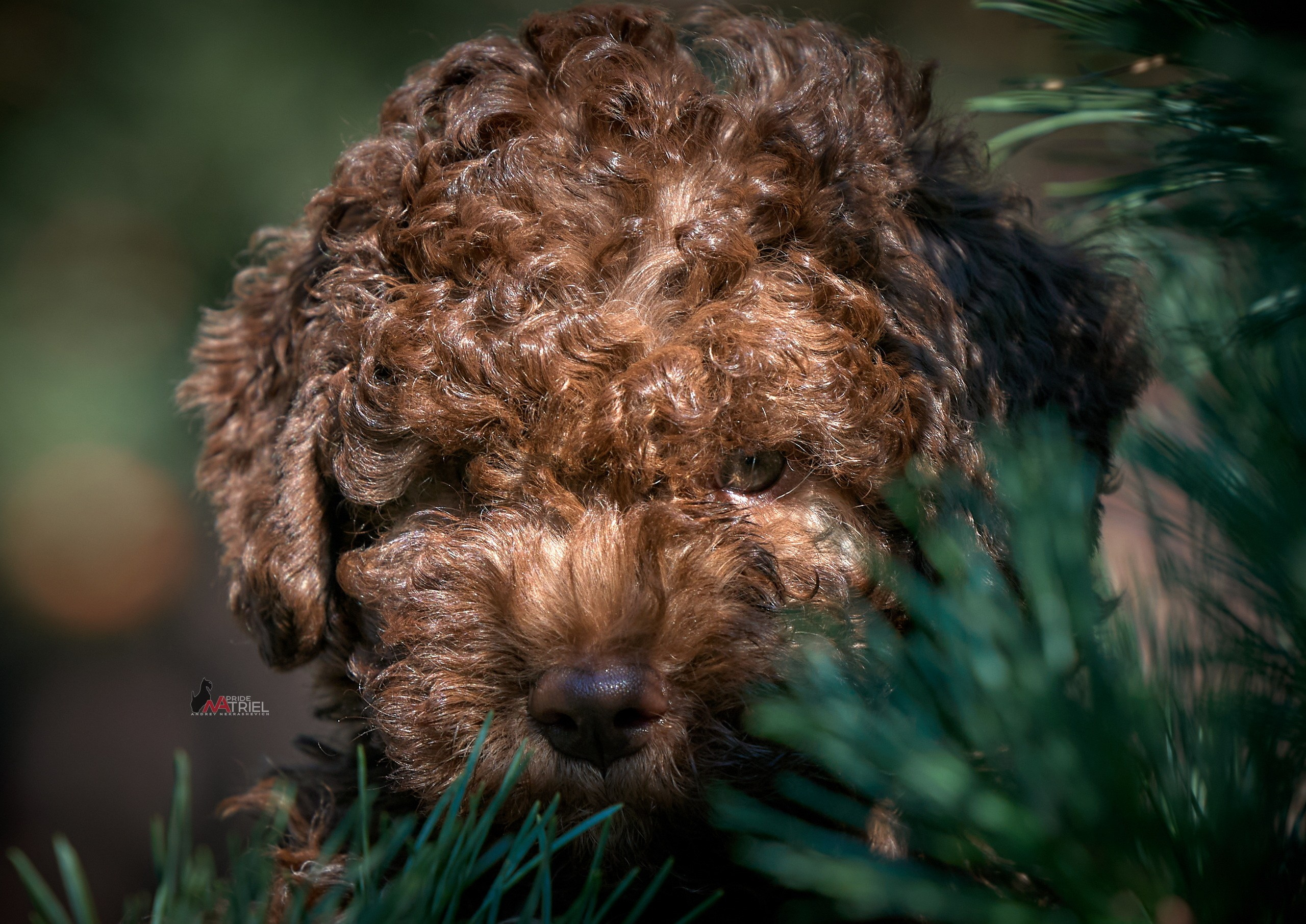 Щенки на прогулке — галерея NATRIEL