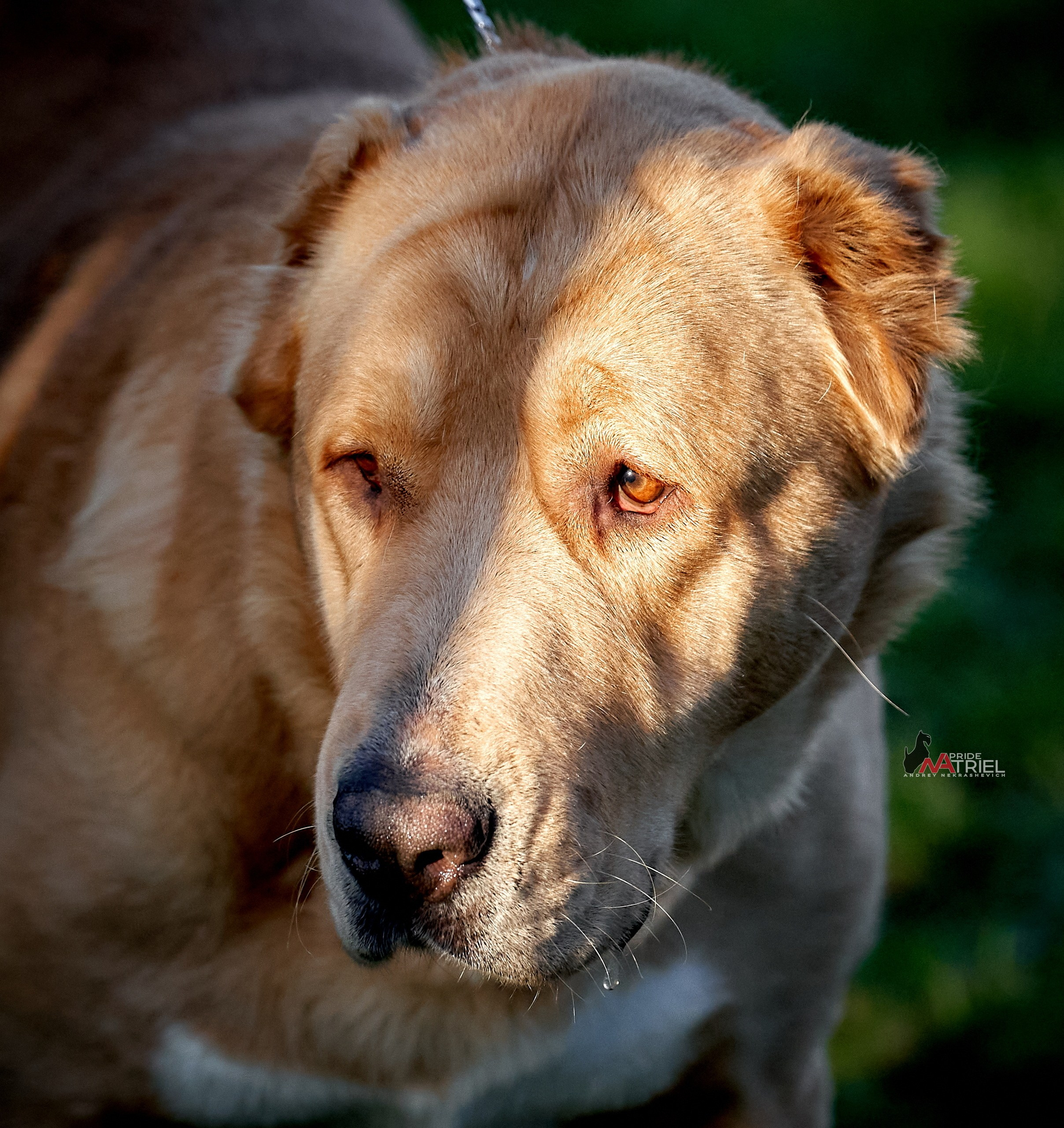 Портреты собак — галерея NATRIEL