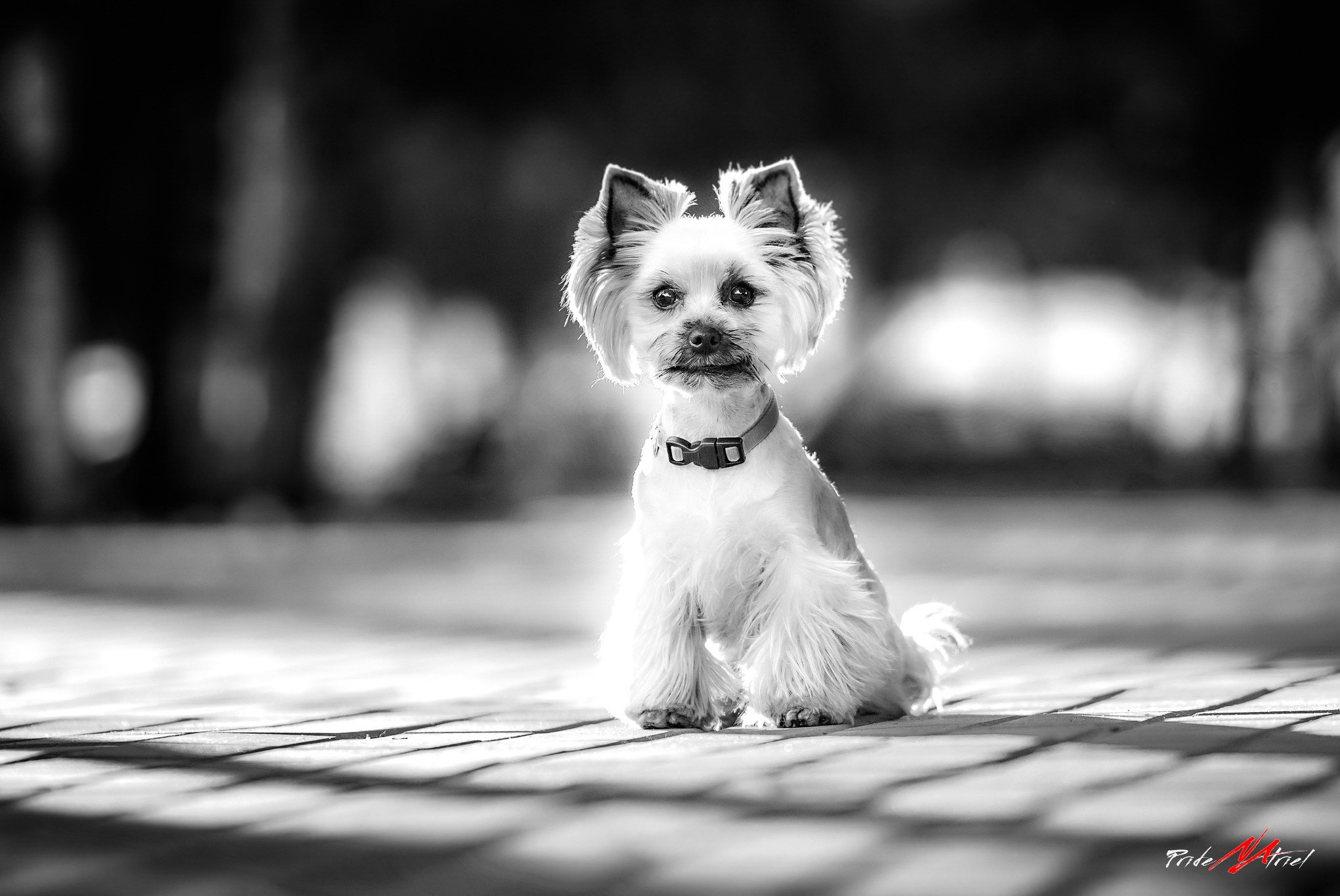 Йоркширский терьер Циля