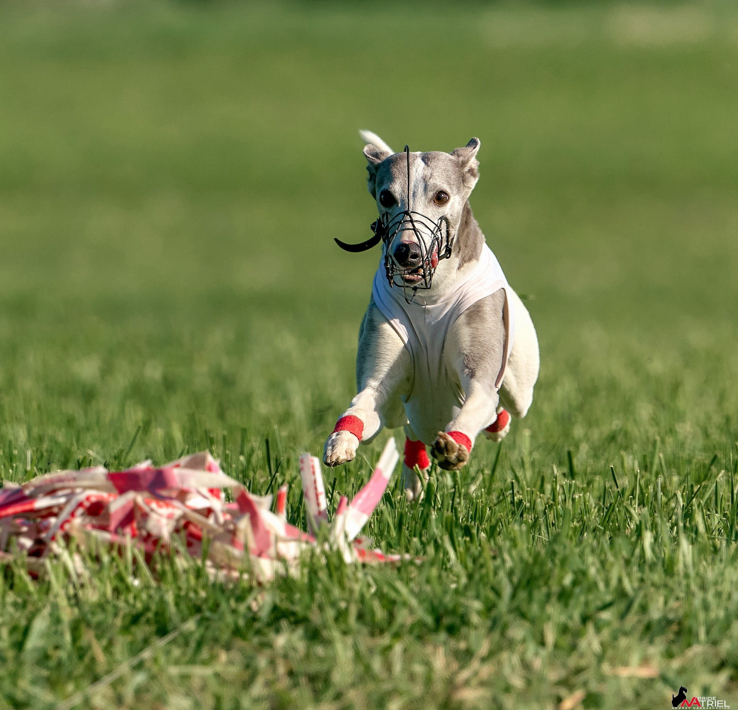 Съемка курсинг — галерея NATRIEL