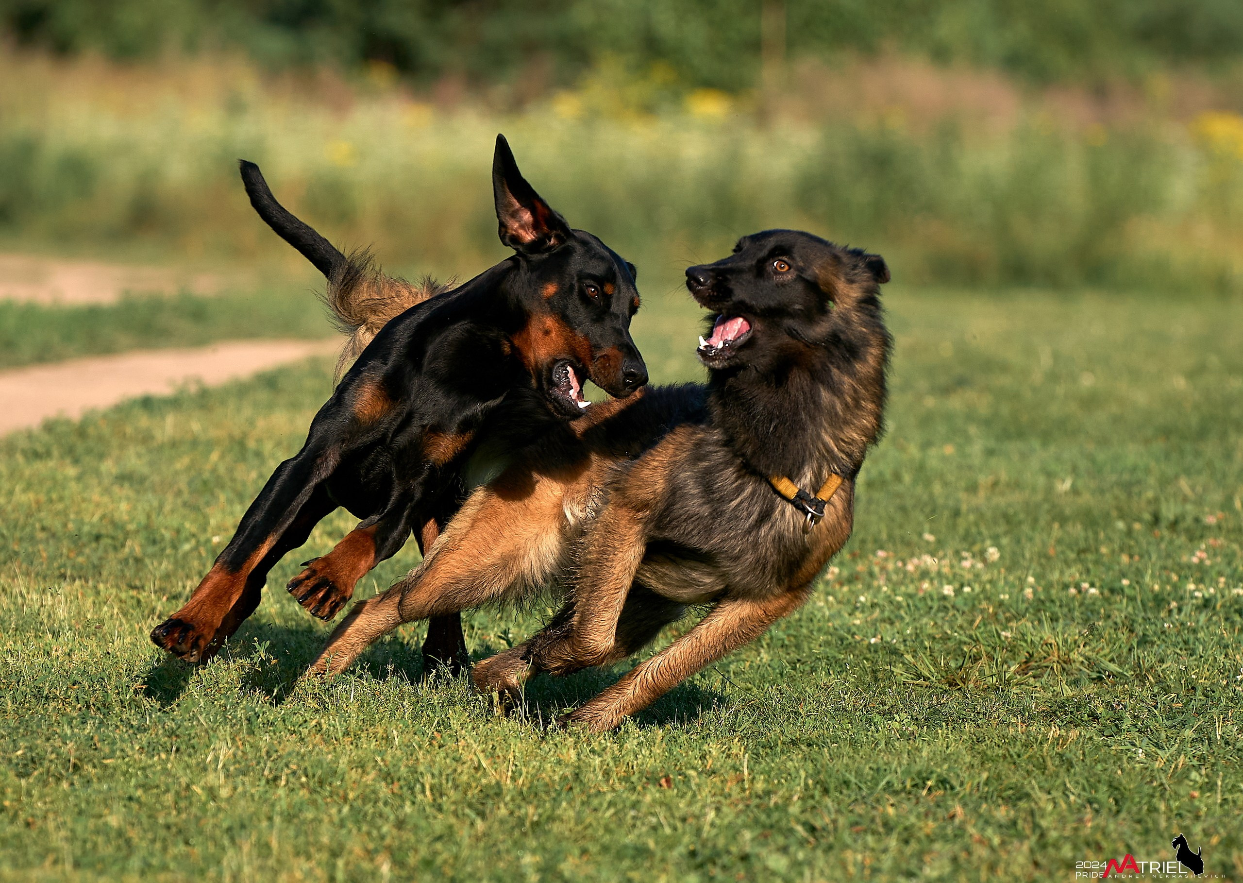 Репортаж из кинологического лагеря