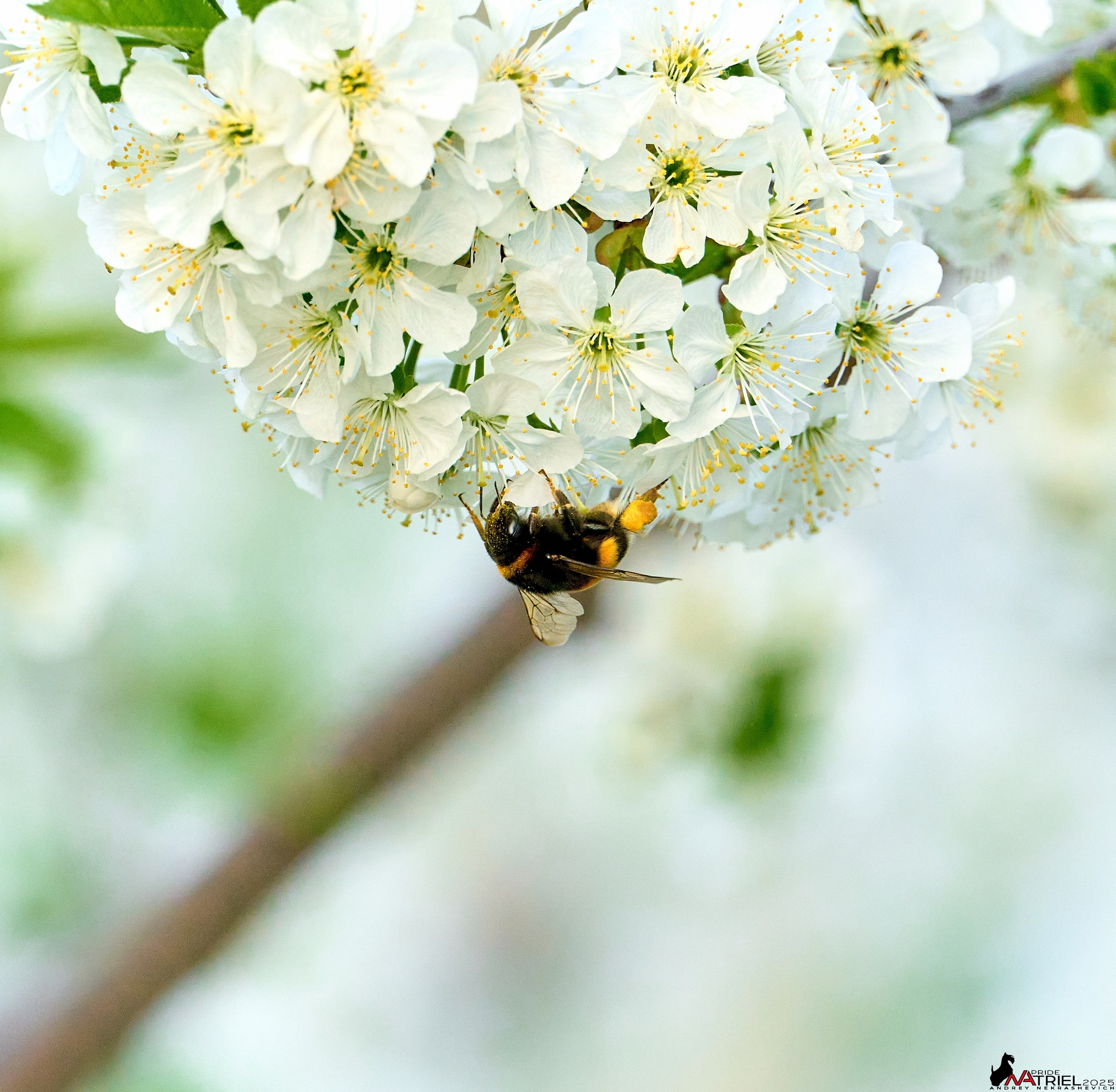 Природа в апреле. Всё в цветении!