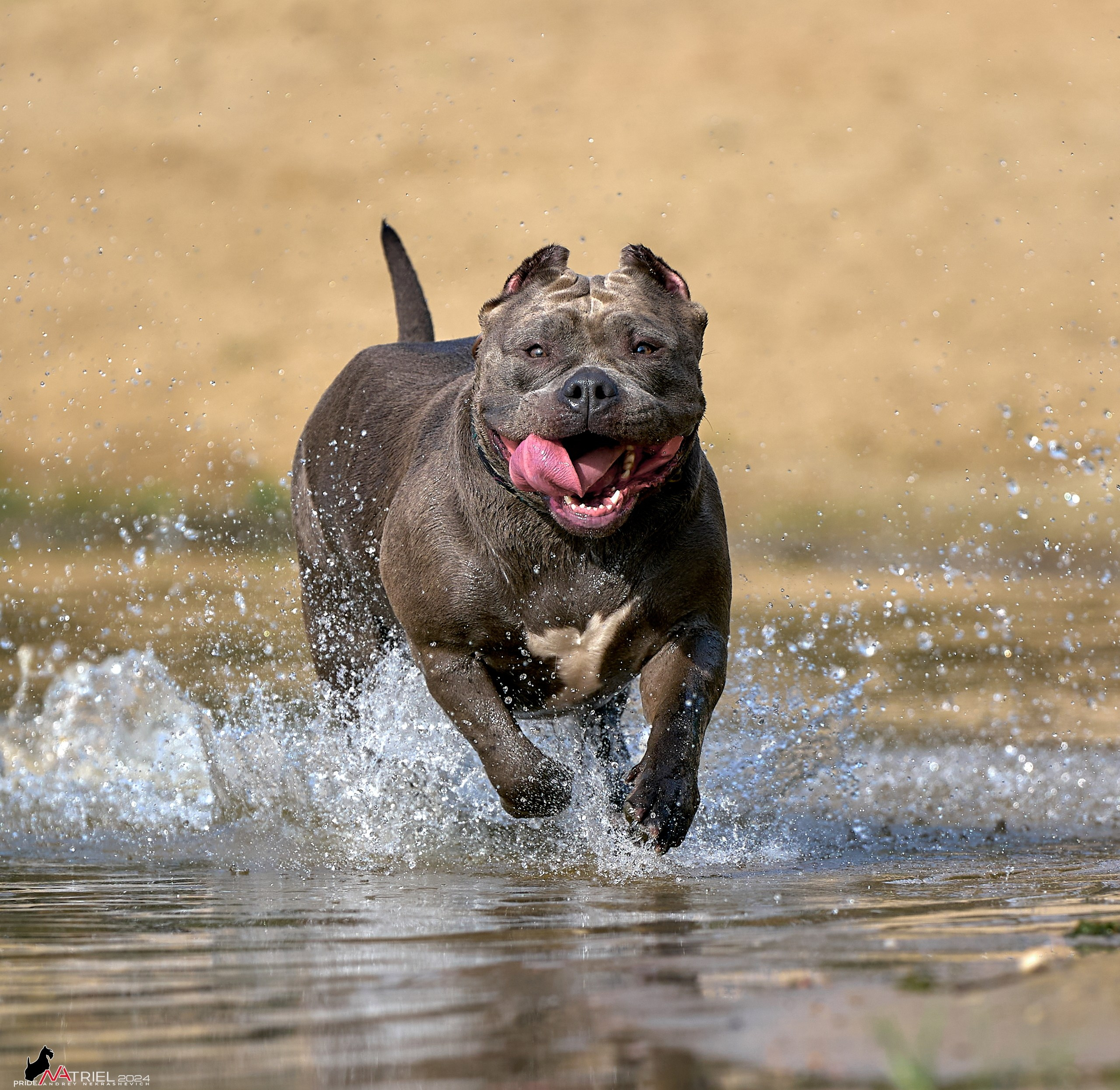 Фотопрогулка с булли