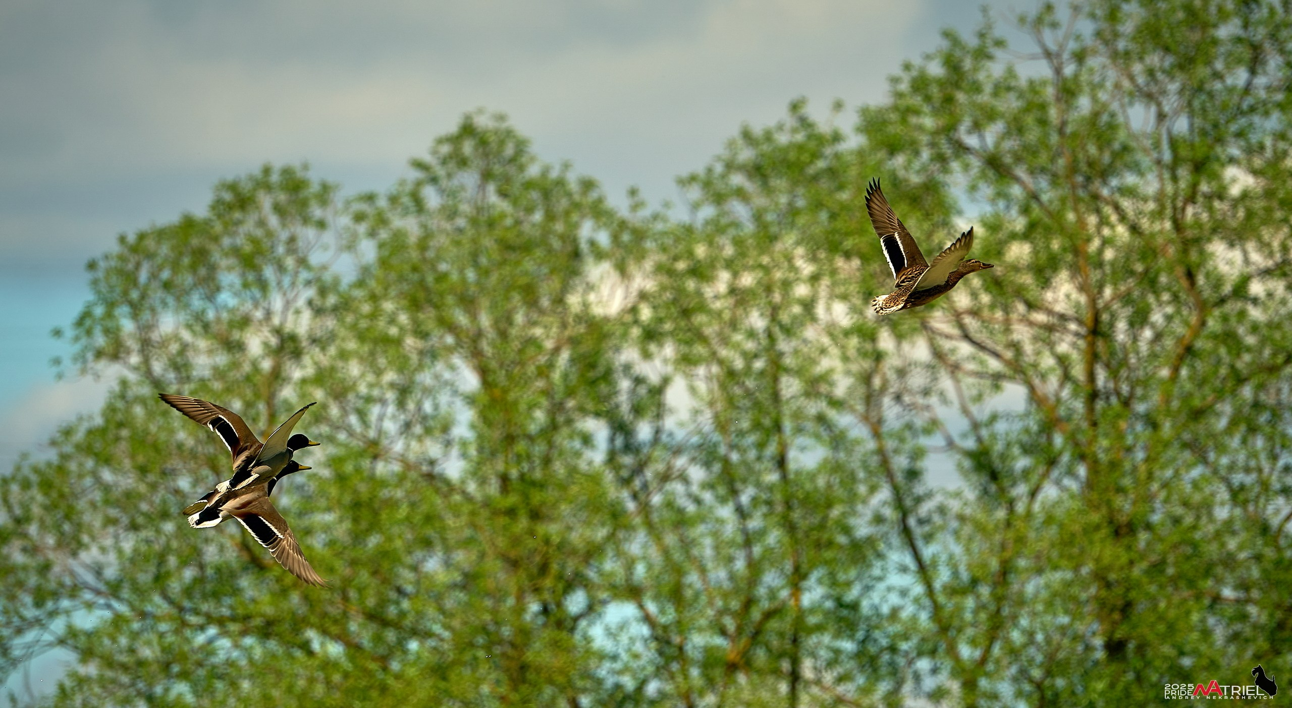 Птички и цветочки
