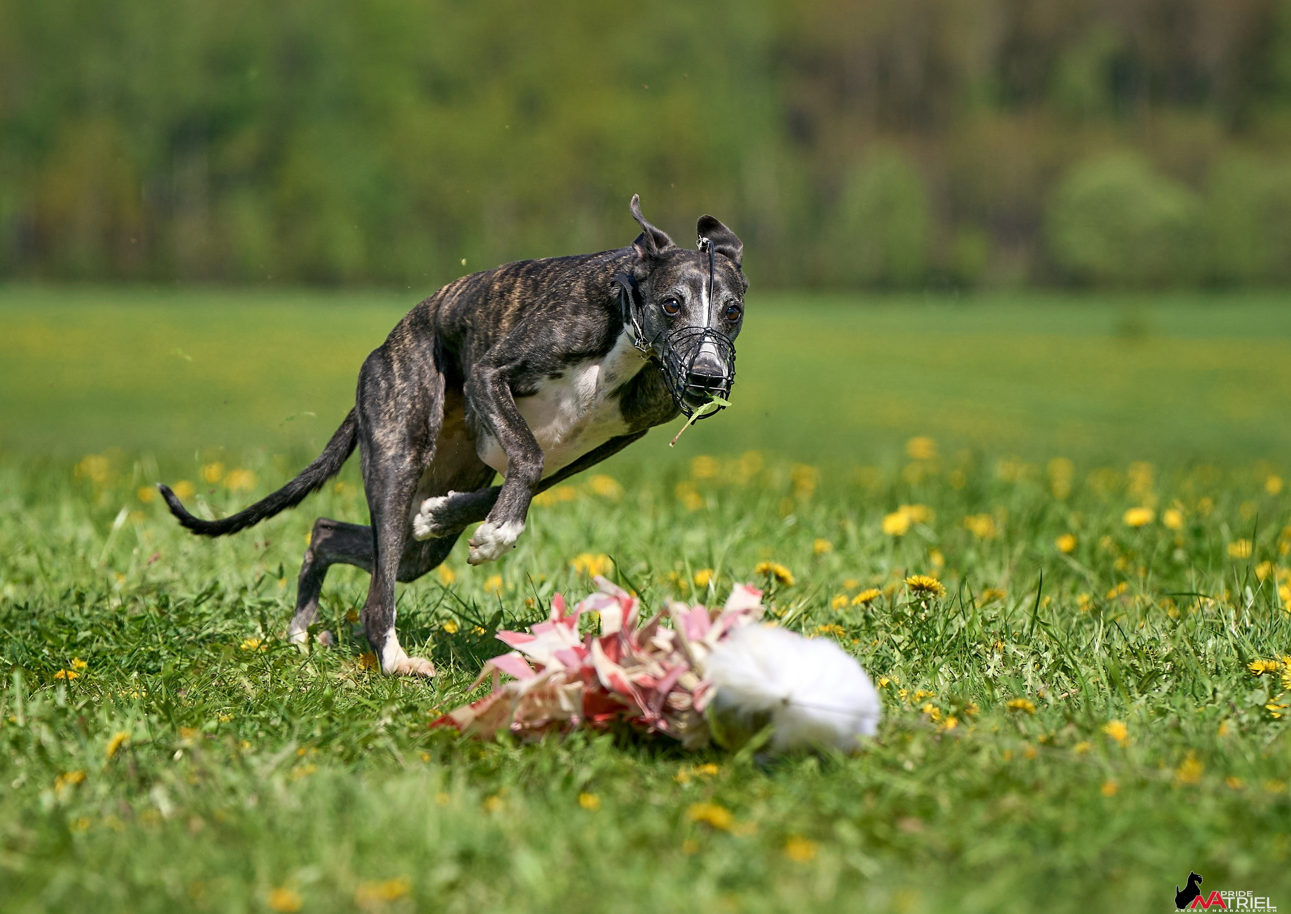 Съемка курсинг — галерея NATRIEL