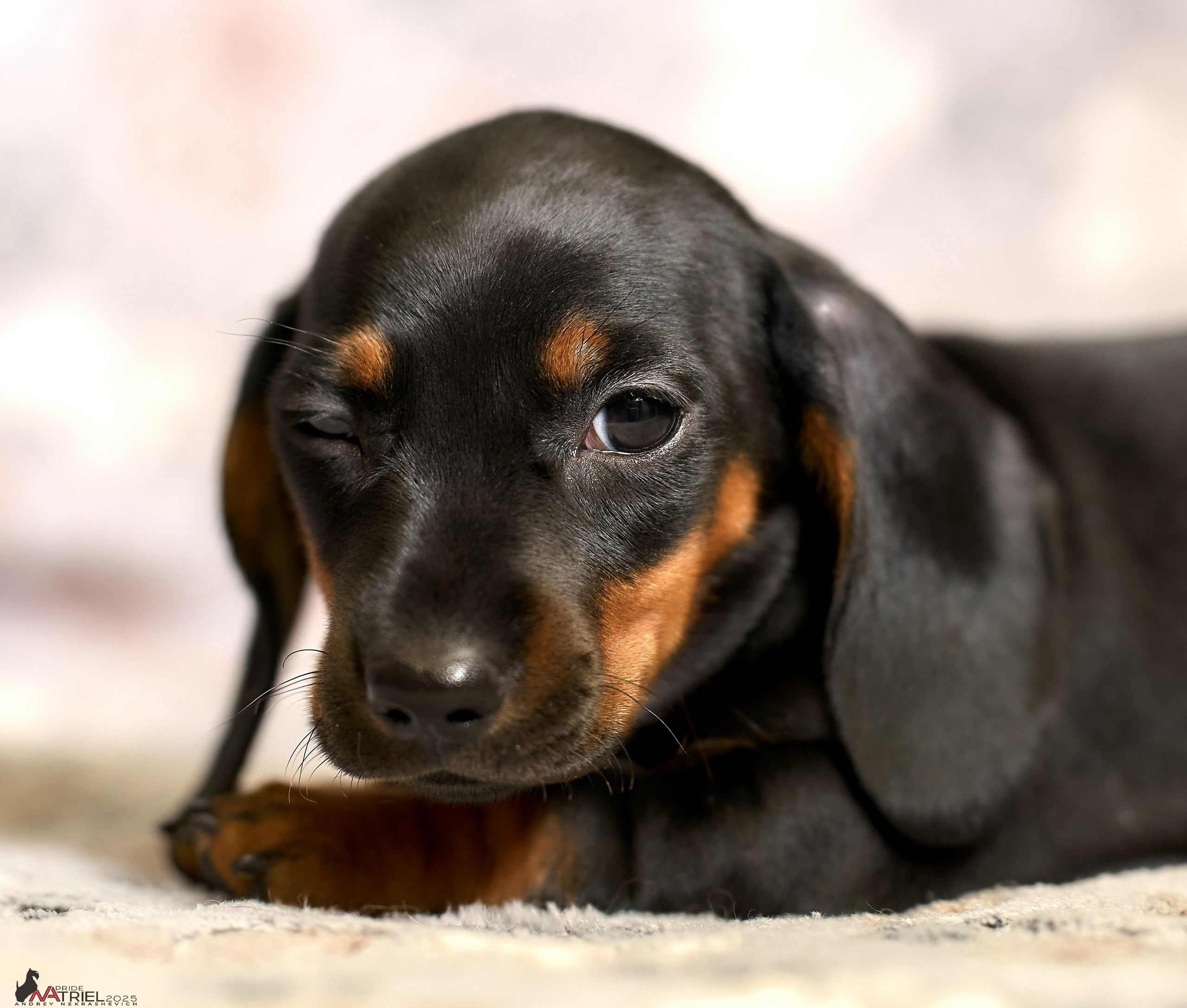 Съемка щенков таксы с мобильным светом