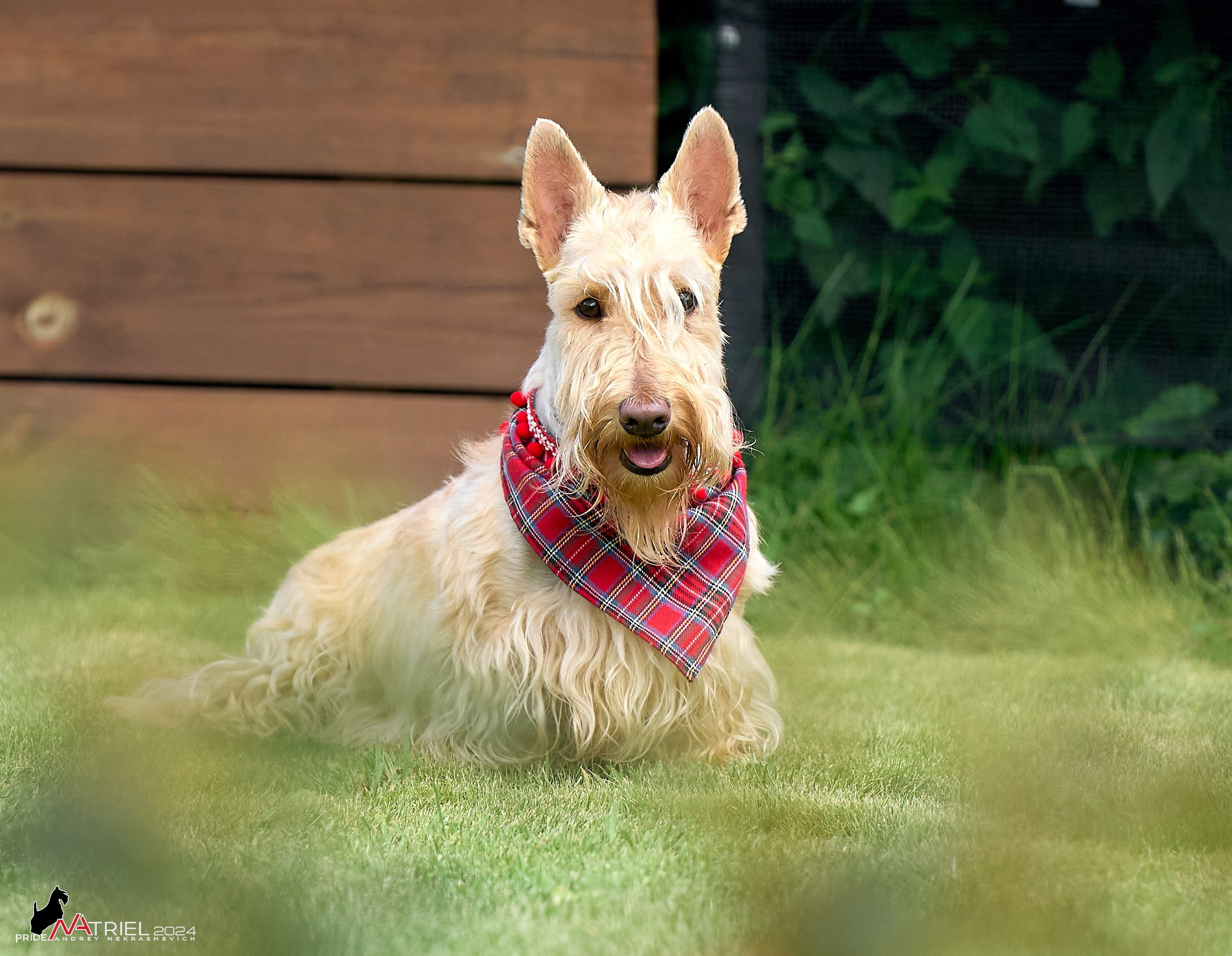 Скотчесемья «ИмпериалИти»