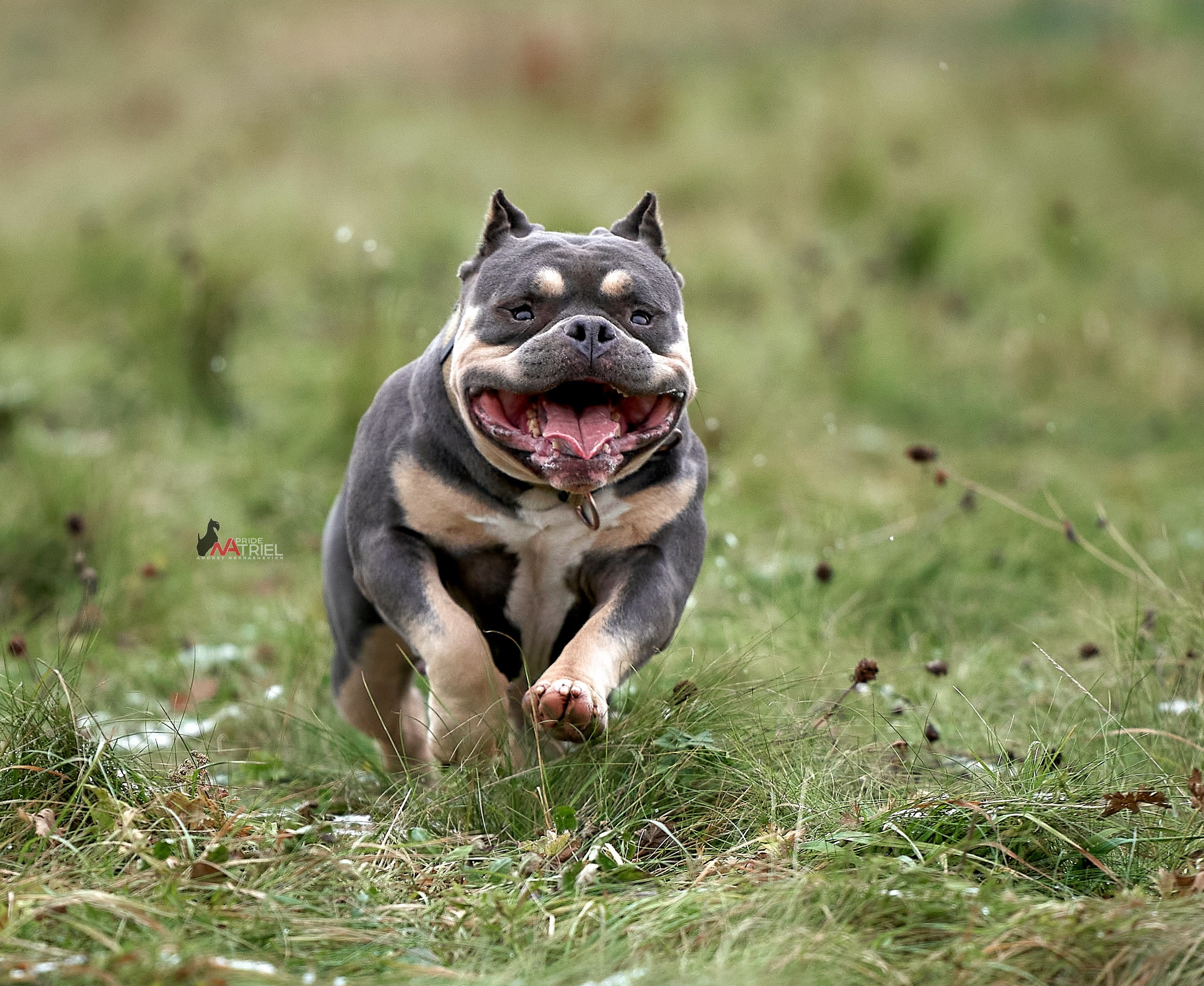 Прогулка в движении — галерея NATRIEL
