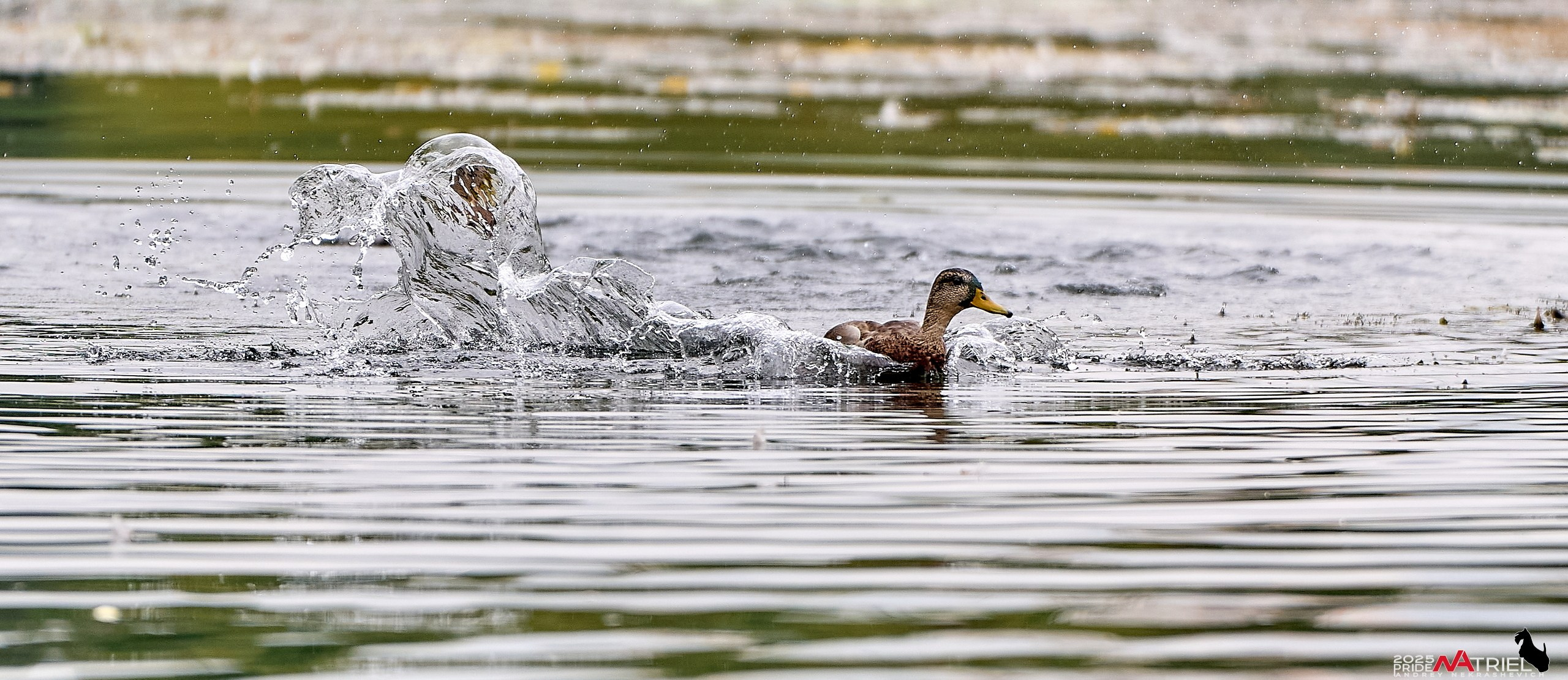 Утки на пруду