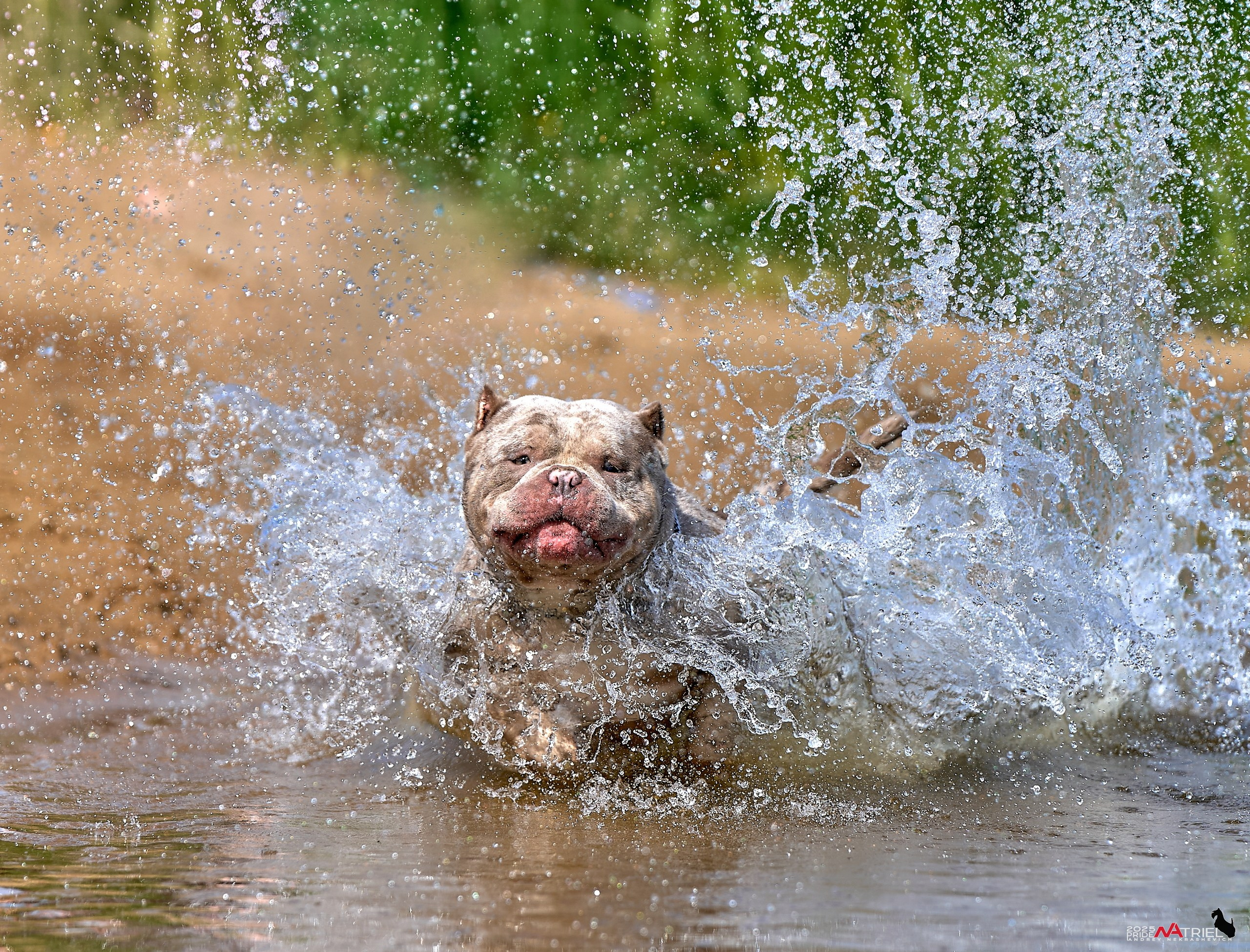 Съемка собак породы булли на природе
