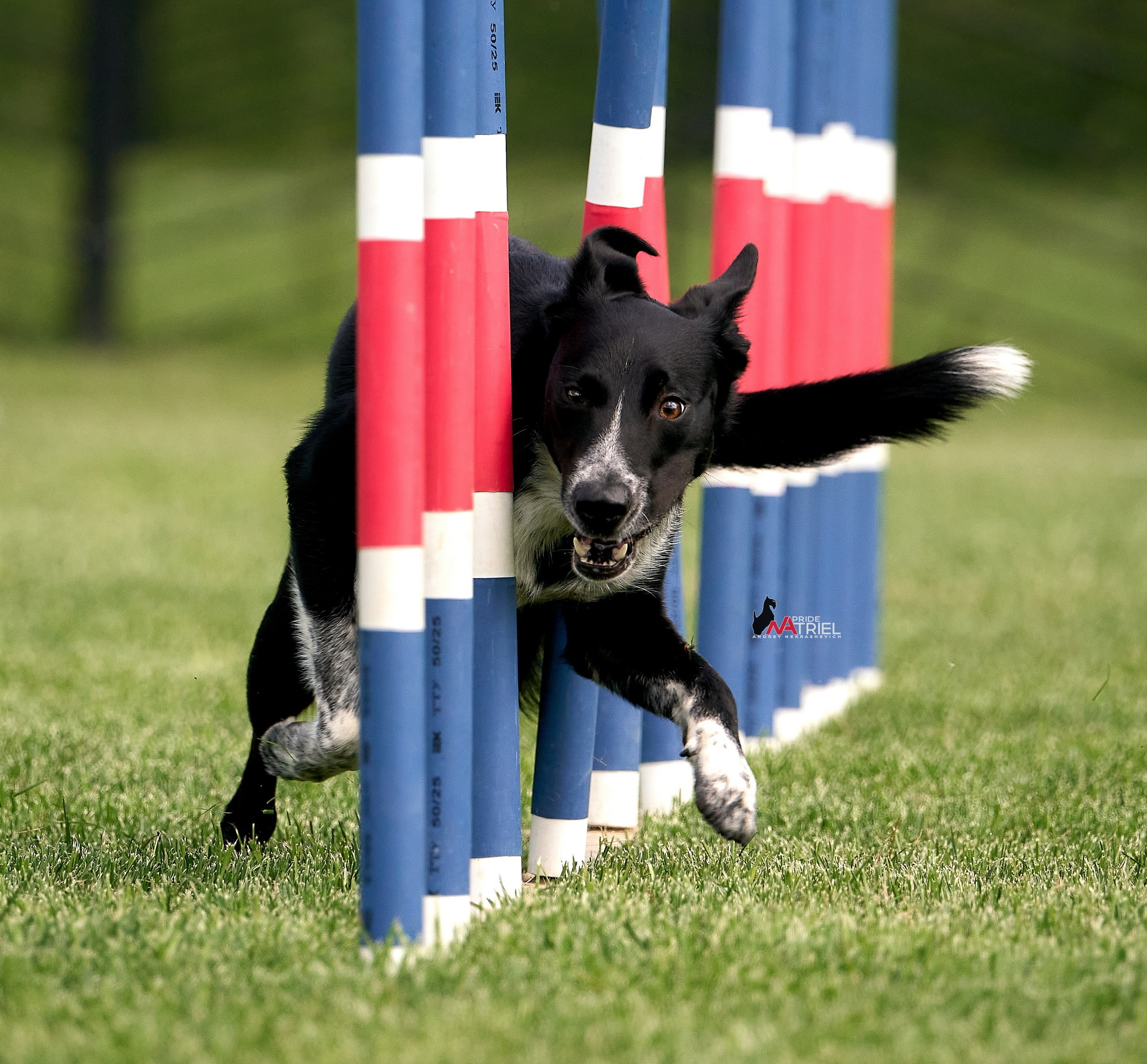 Аджилити — галерея NATRIEL