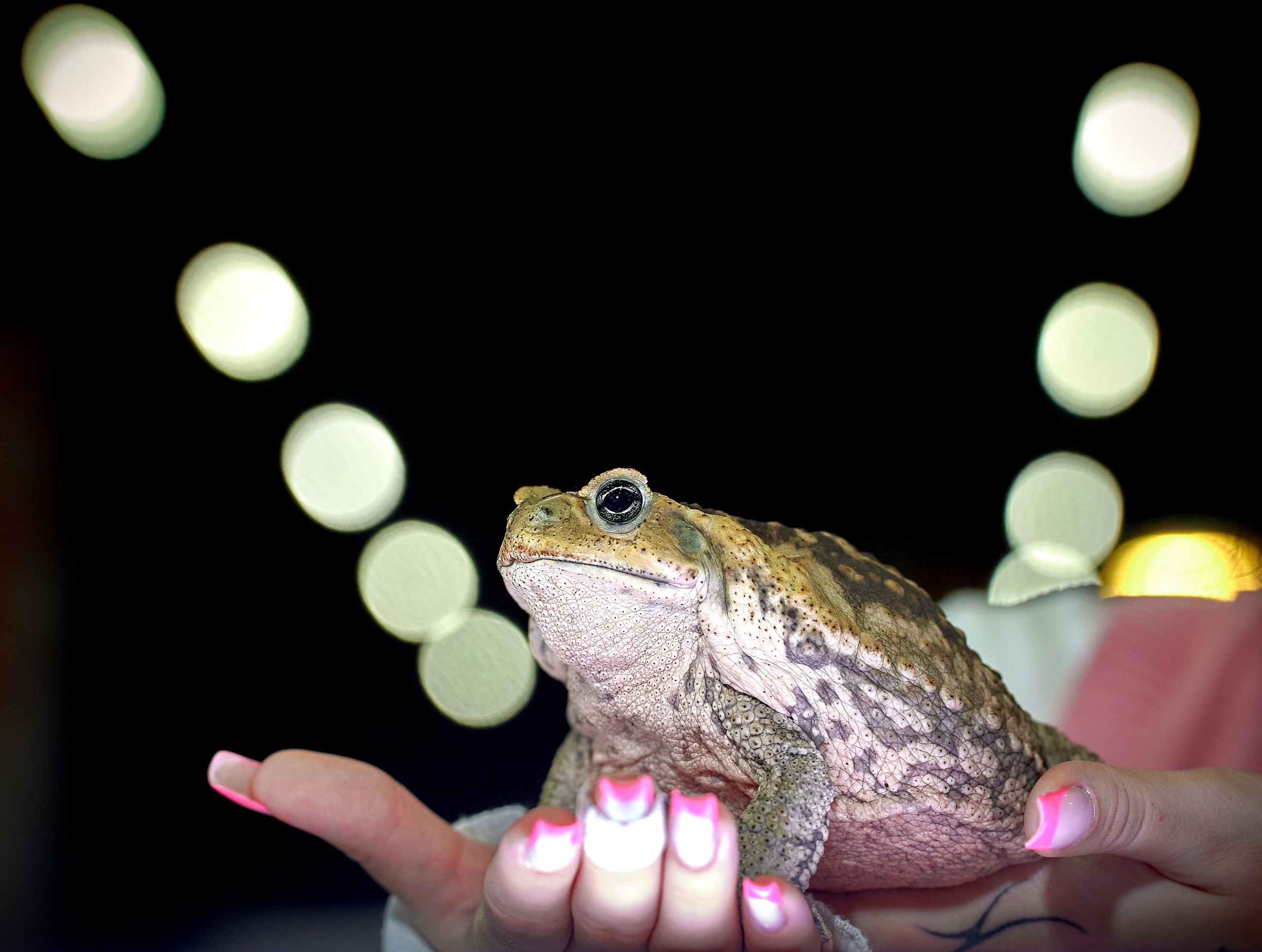 Рептилии — галерея NATRIEL