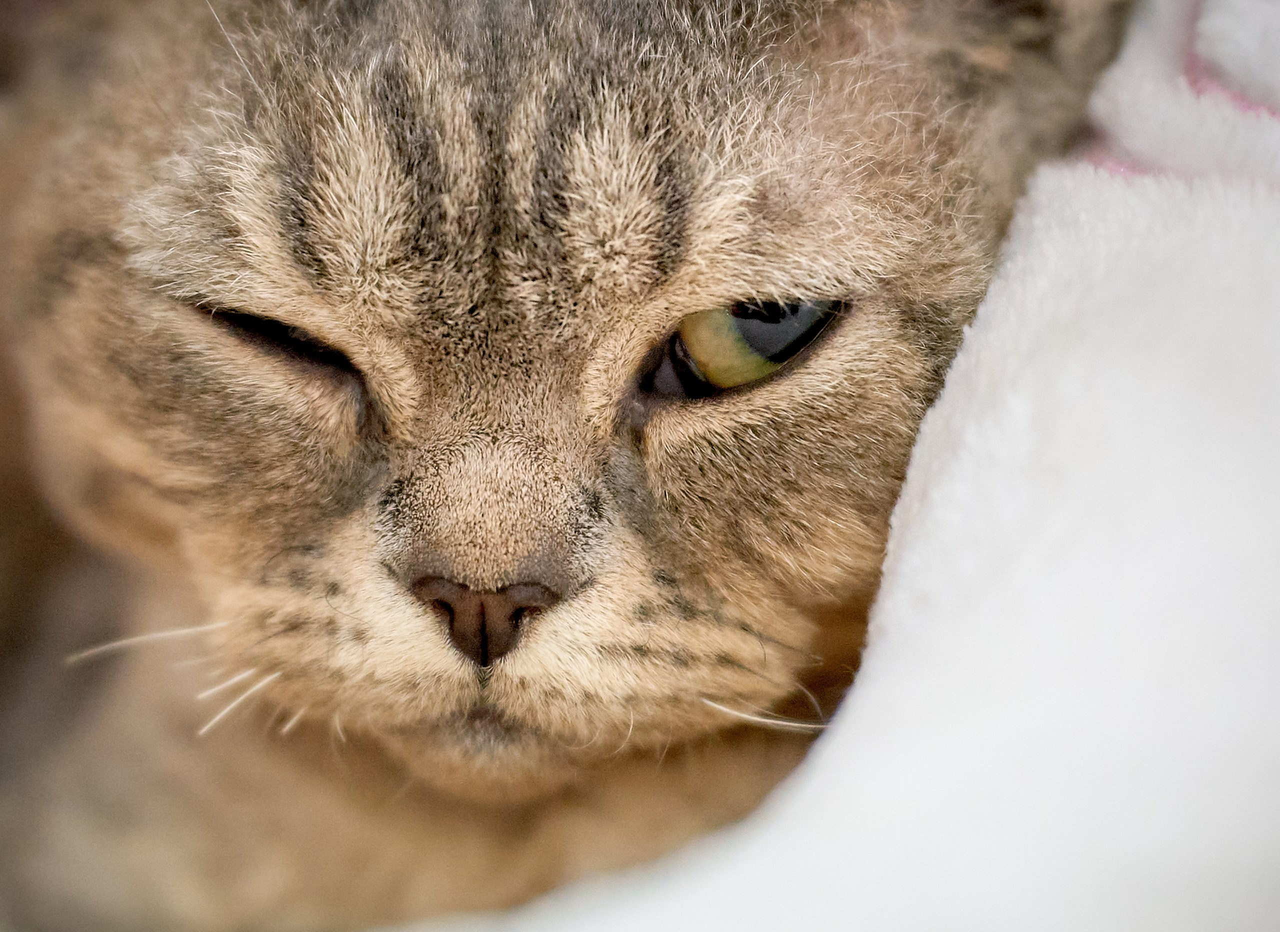 Кошки на выставках — галерея NATRIEL